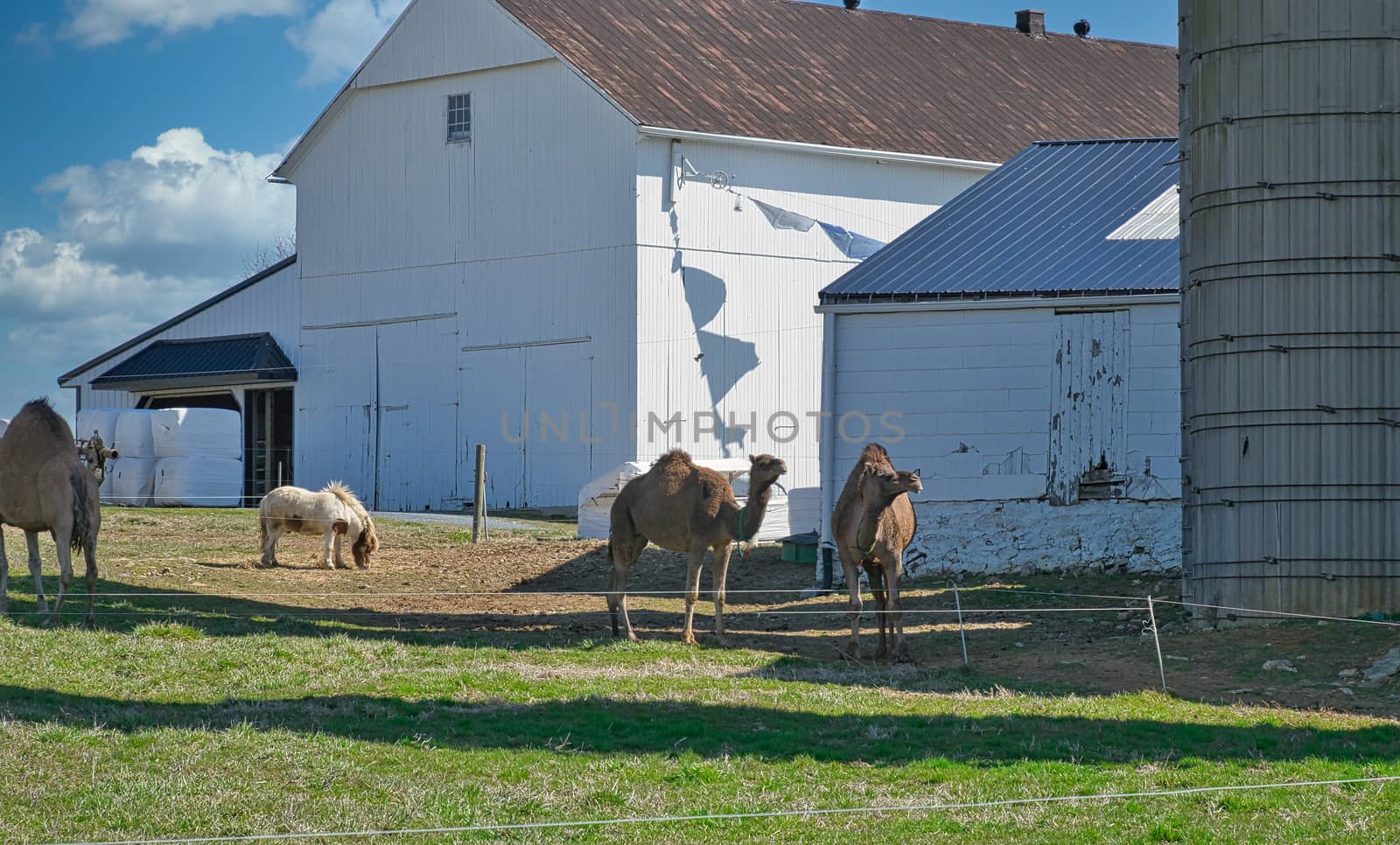 Herd of Camels seen in Dutch Pennsylvania on a Amish Farm on a Sunny Spring Day