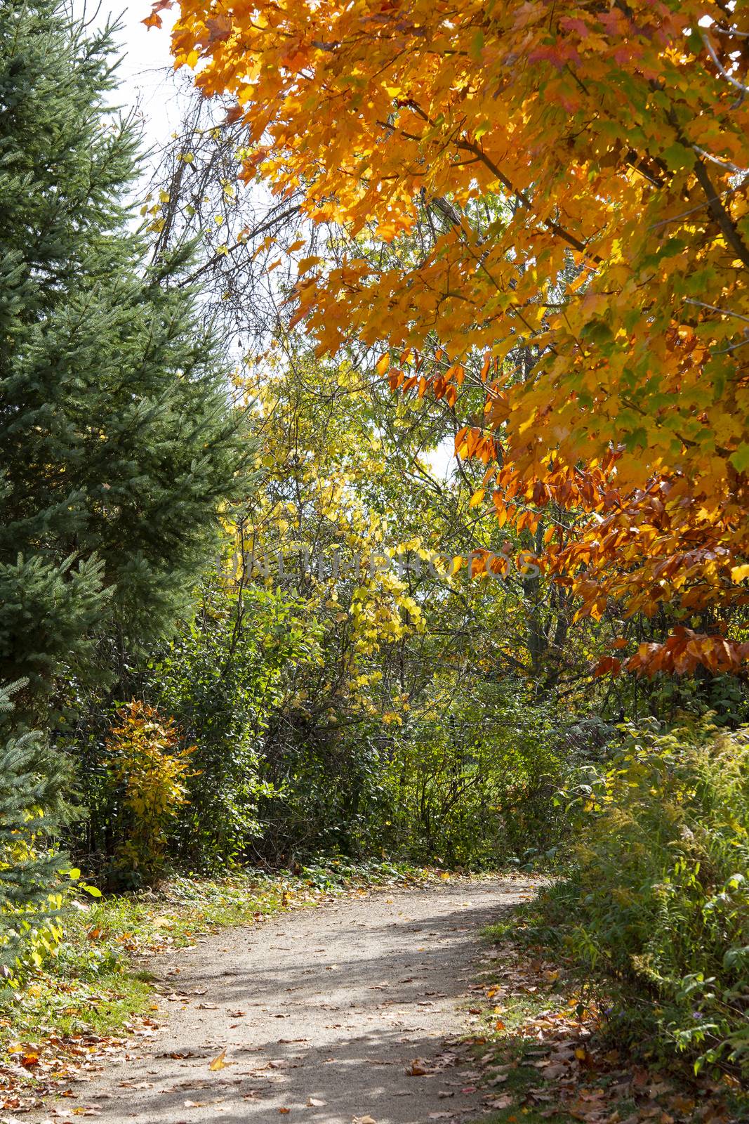 Beautiful foliage of green, yellow and red color along the forest road contrasts of the autumn forest