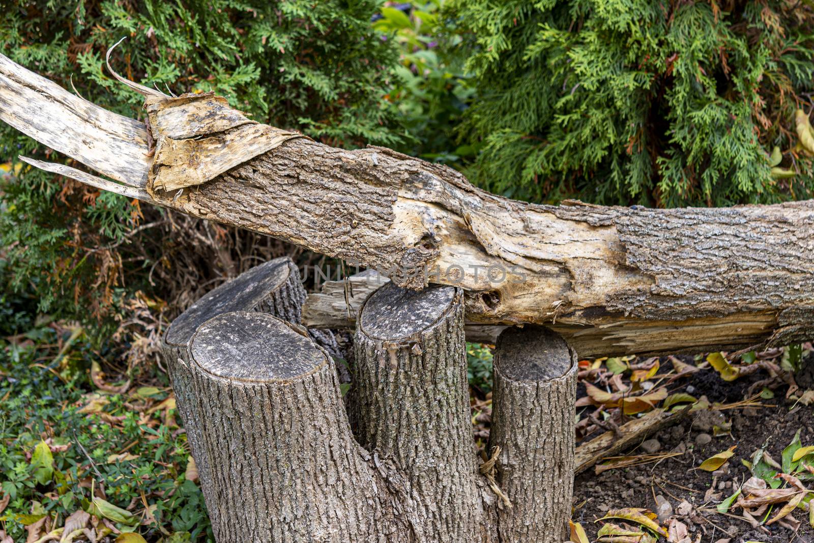 Broken tree in the forest lies leaning on a cut stump