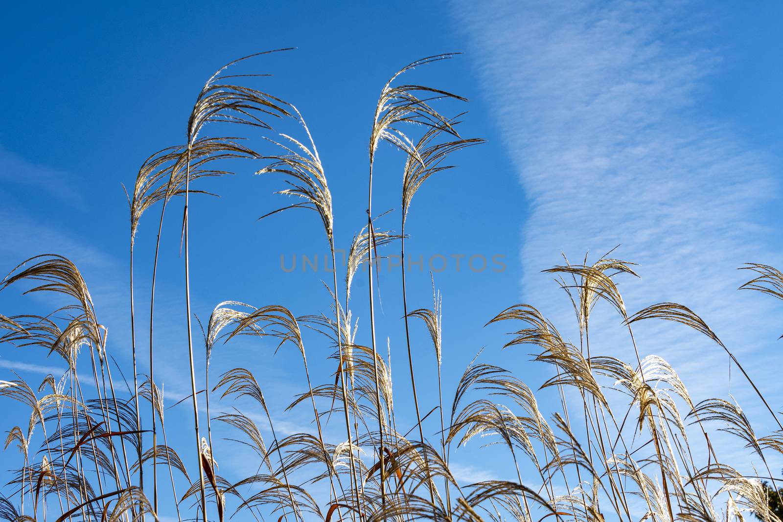 Feather grass has spread its panicles in the wind against a blue by ben44