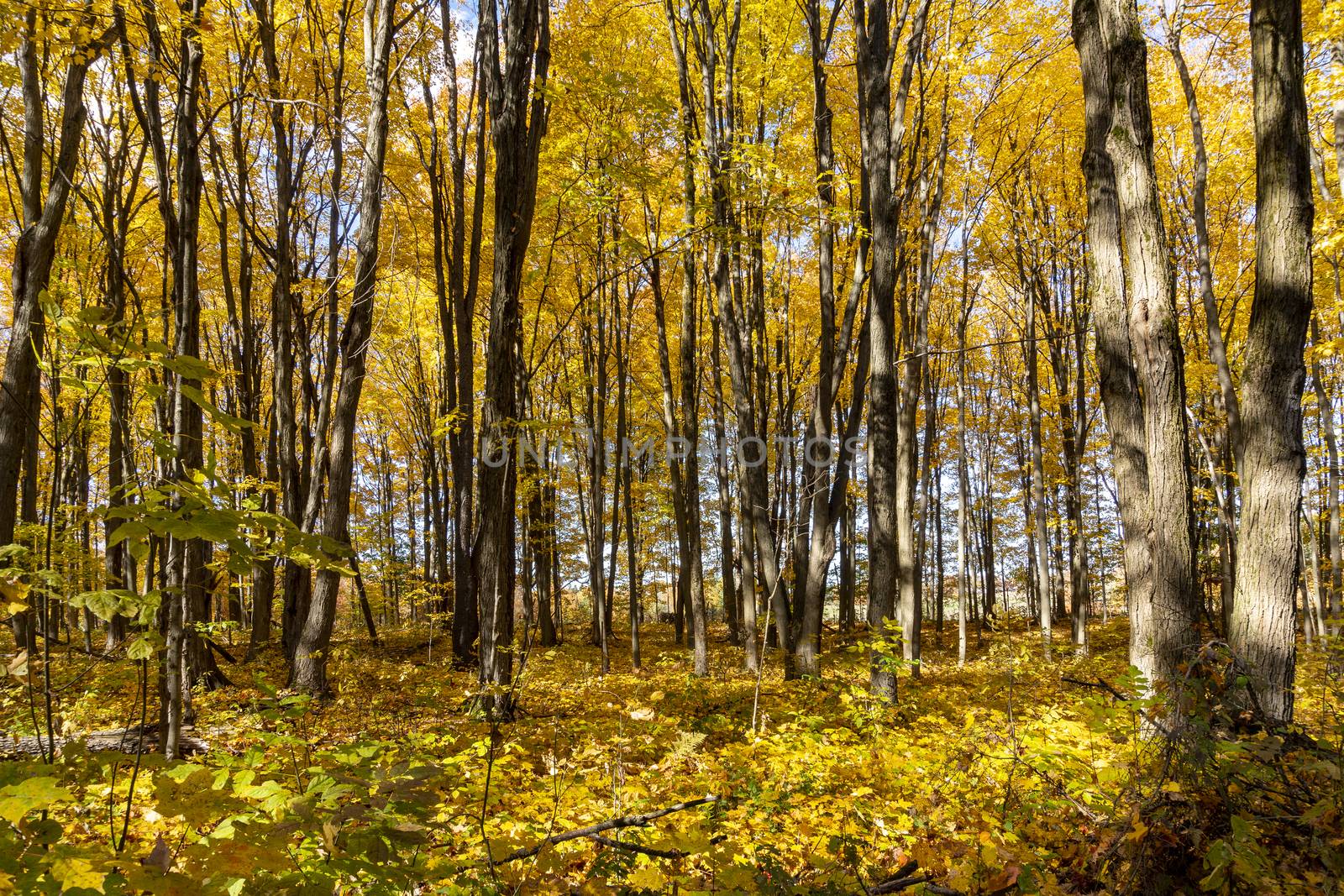 Beautiful foliage of gold, yellow and orange in a forest grove contrasts with the blue sky peeping through the foliage of the trees