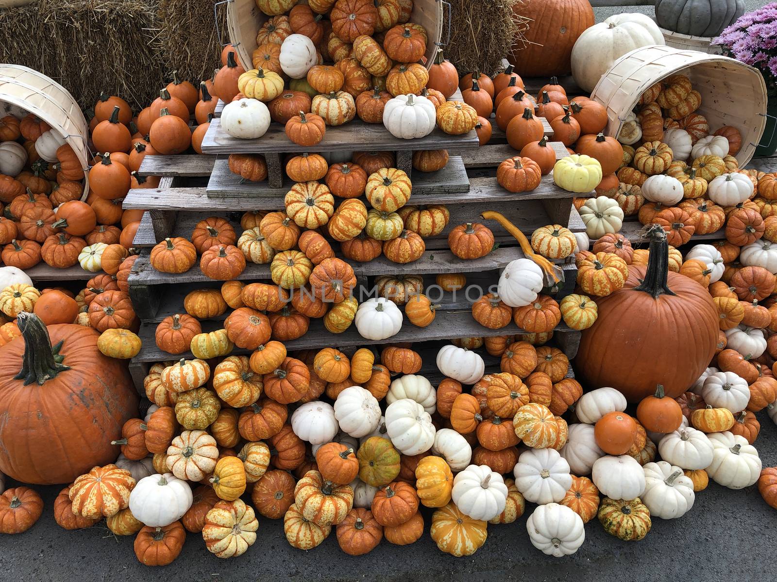 Small and large pumpkins of different colors by ben44