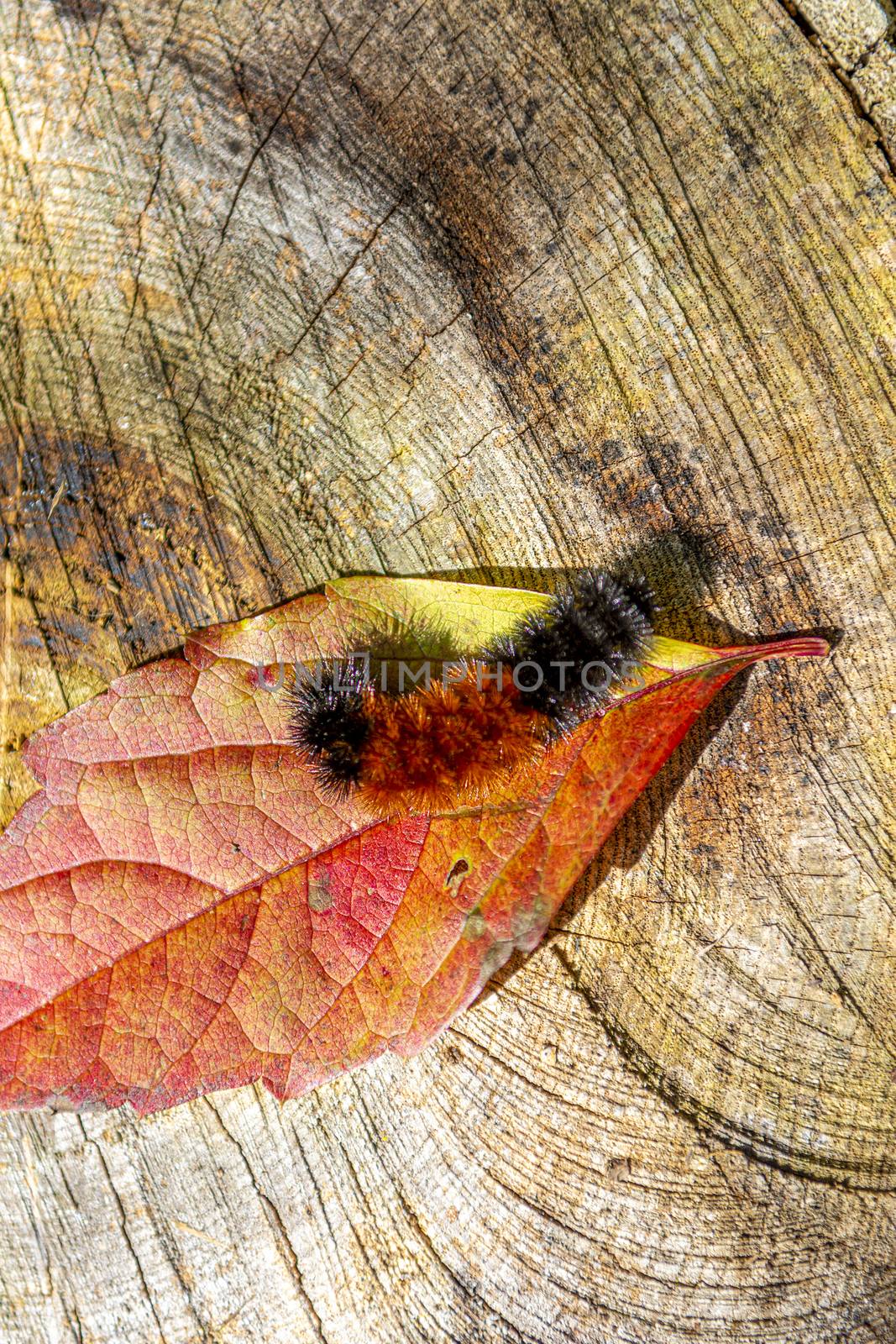 Striped caterpillar on a red, autumn leaf by ben44
