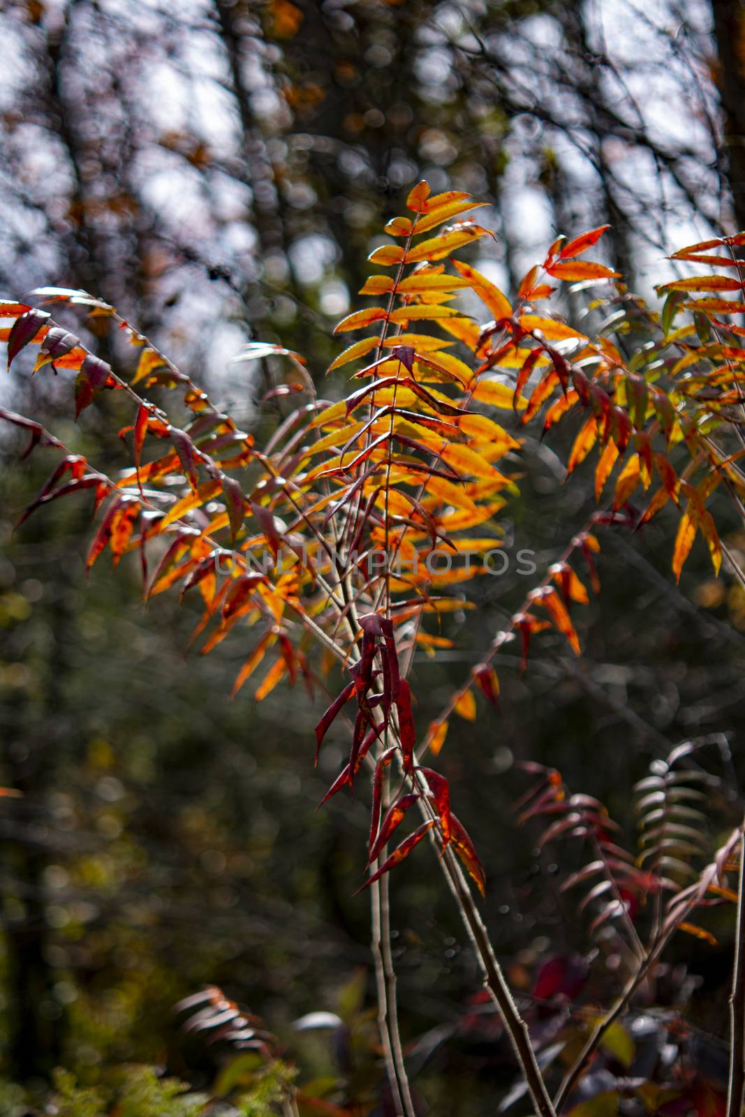 bright red plant leaves illuminated by the sun stand out against the background of the autumn forest