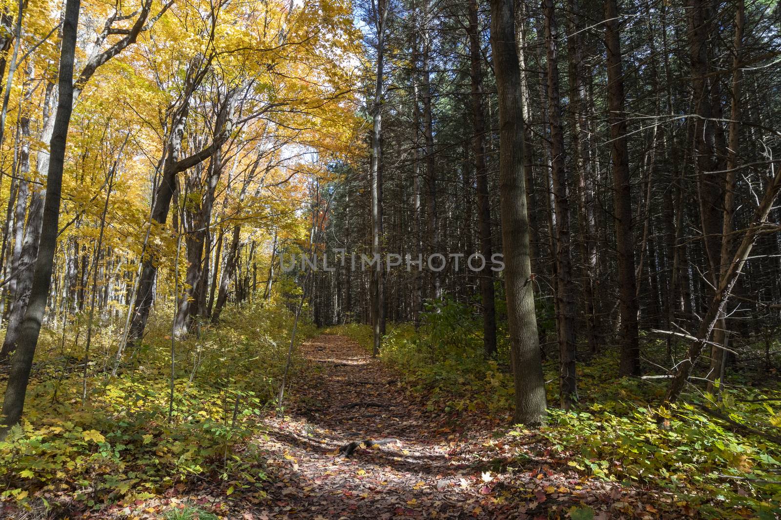 The trail along which the section between the maple forest and the pine forest passes