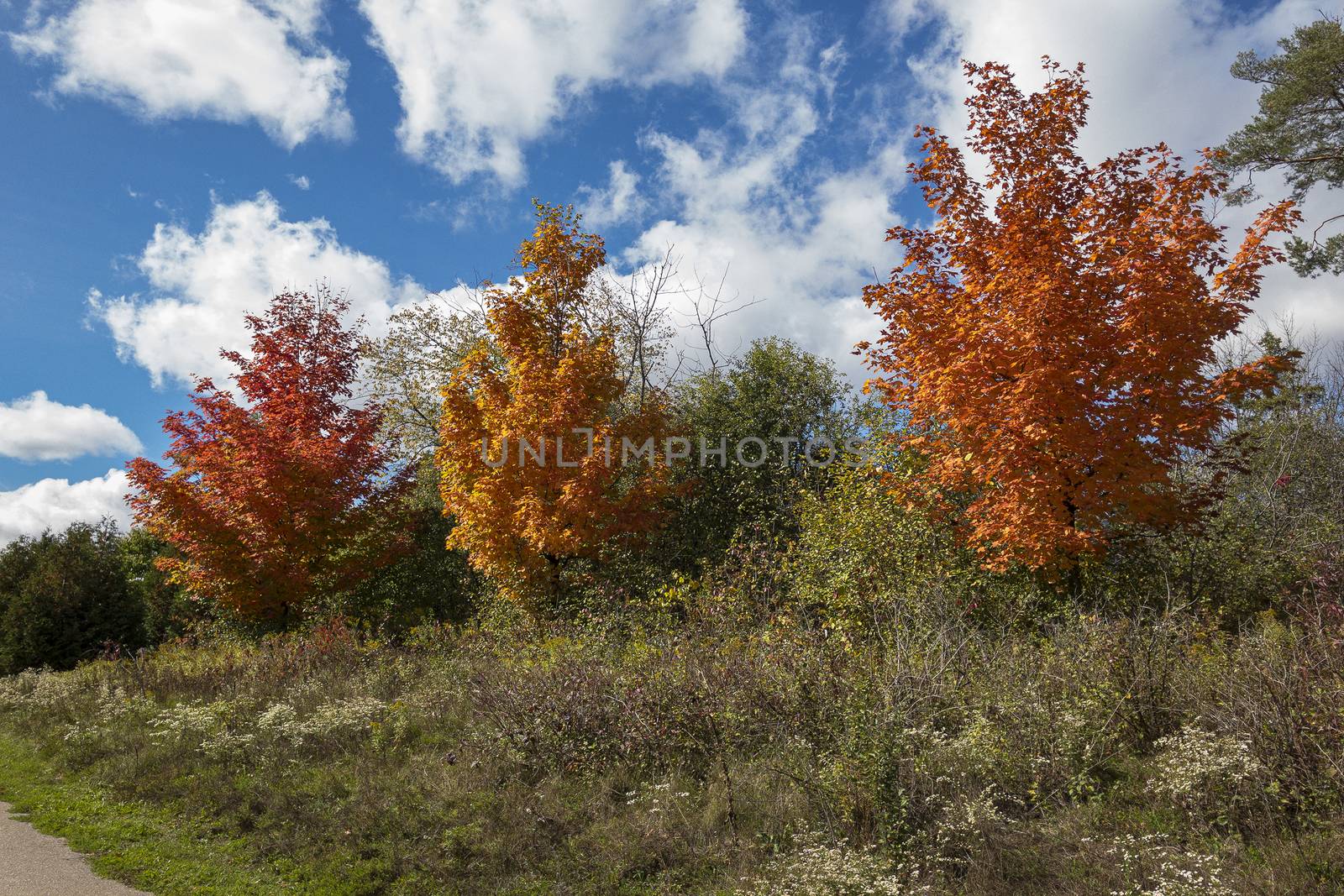 Three autumn maples near the road against blue sky and white clouds