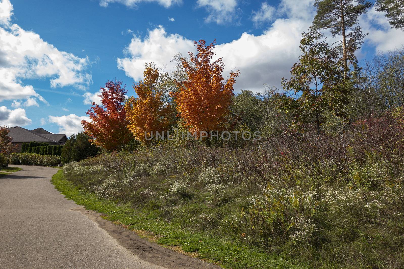 Three autumn maples near the road leading to the house by ben44