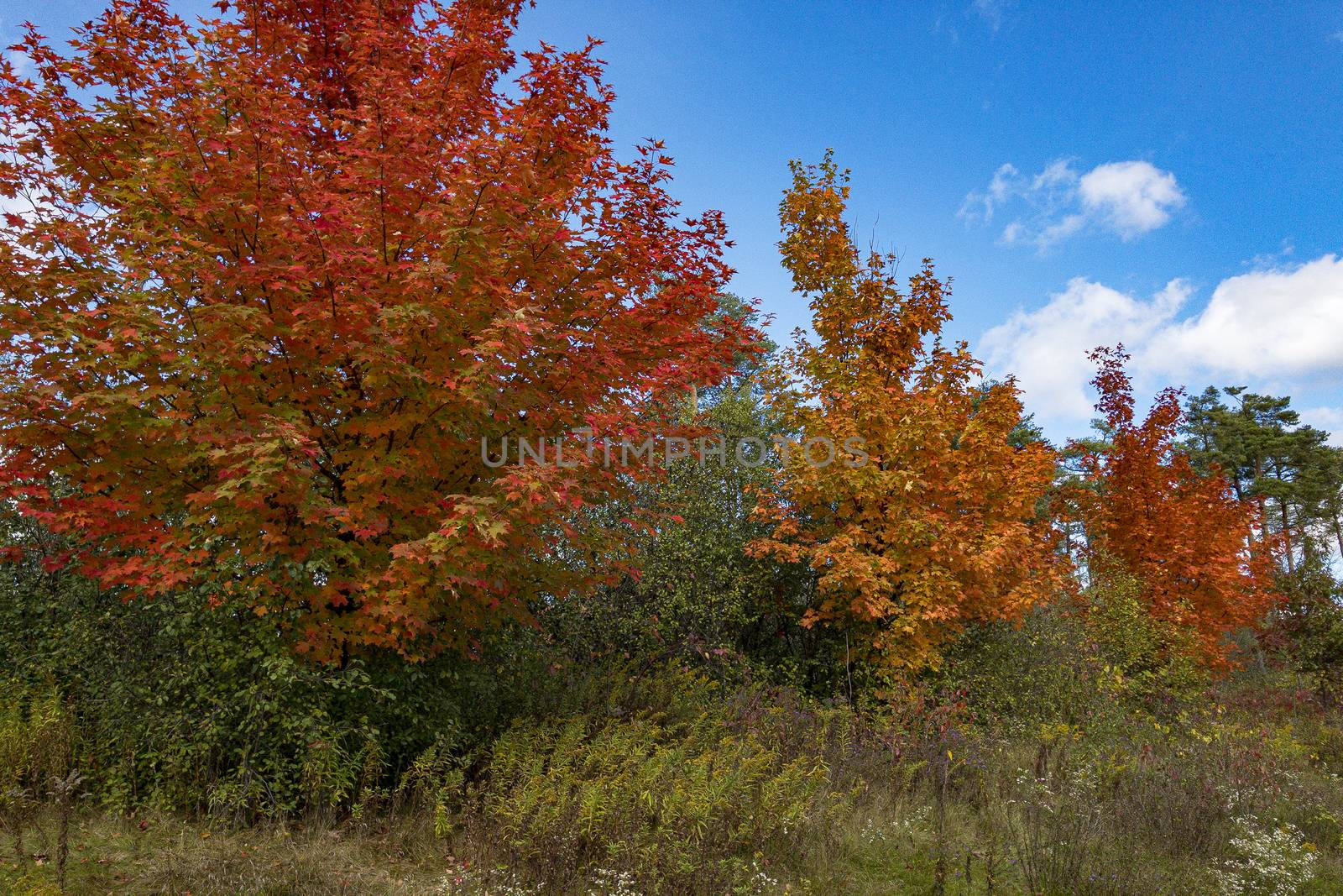 Three beautiful, red-orange, autumn maples  by ben44