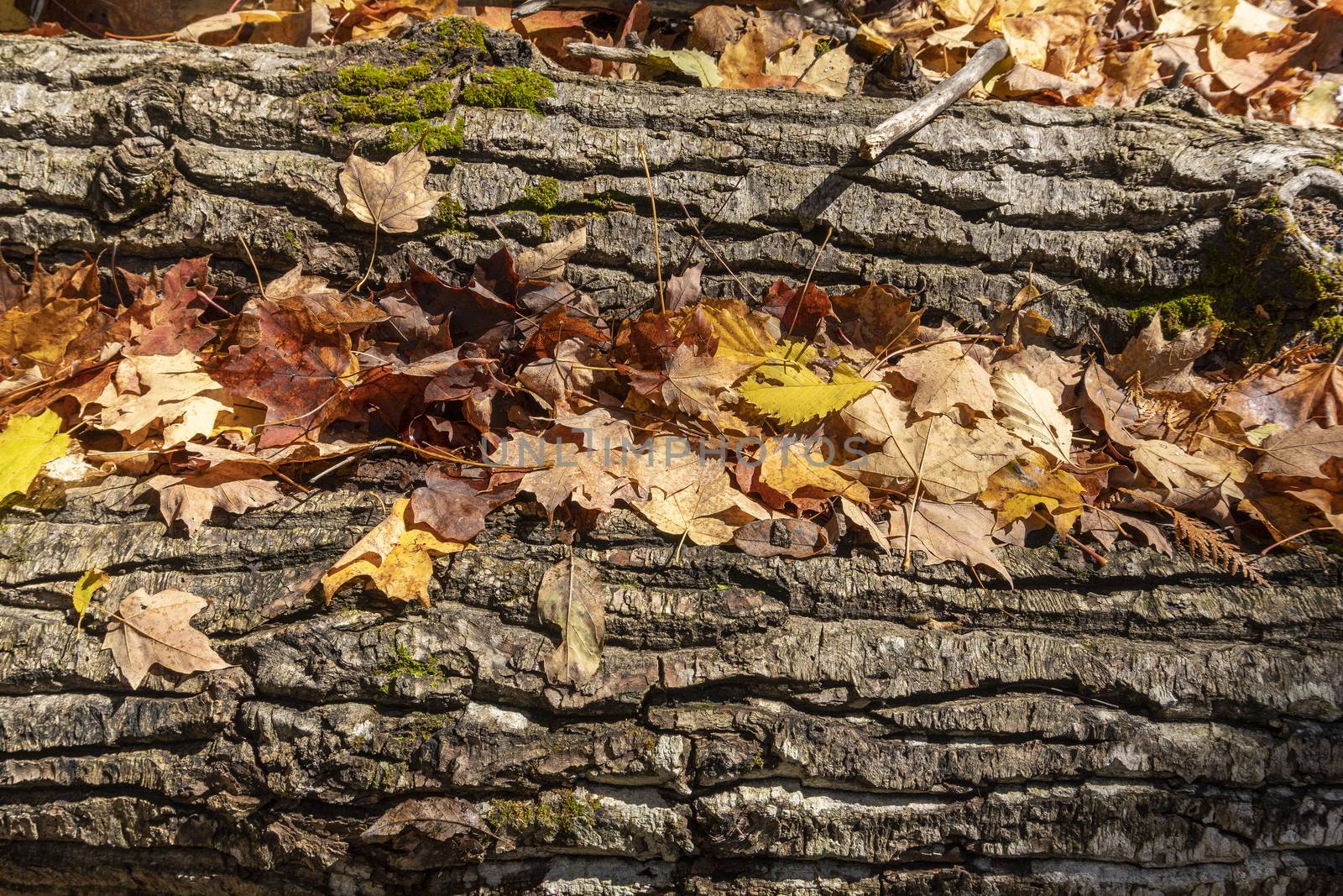 Two fragments of tree trunks close-up covered with fallen colorful, autumn leaves