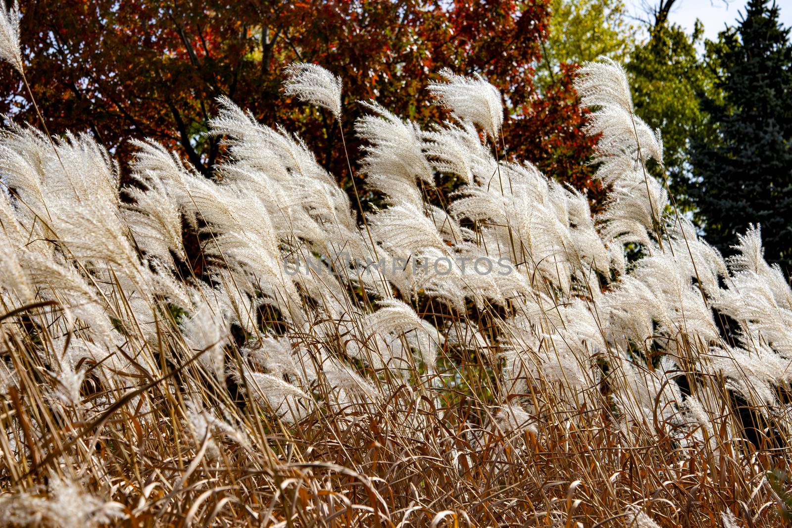 The wind shakes the white feathery grass on thin stems against the background of a tree with brown leaves