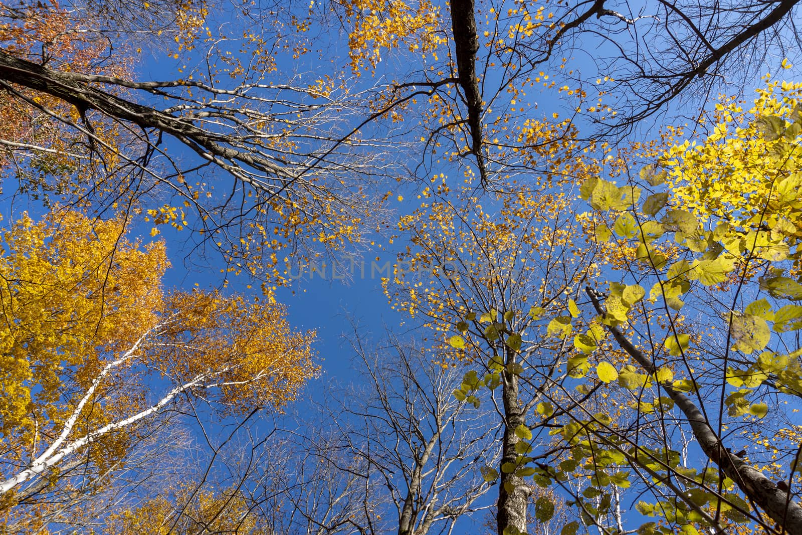 Treetops with orange and yellow leaves against a blue sky by ben44
