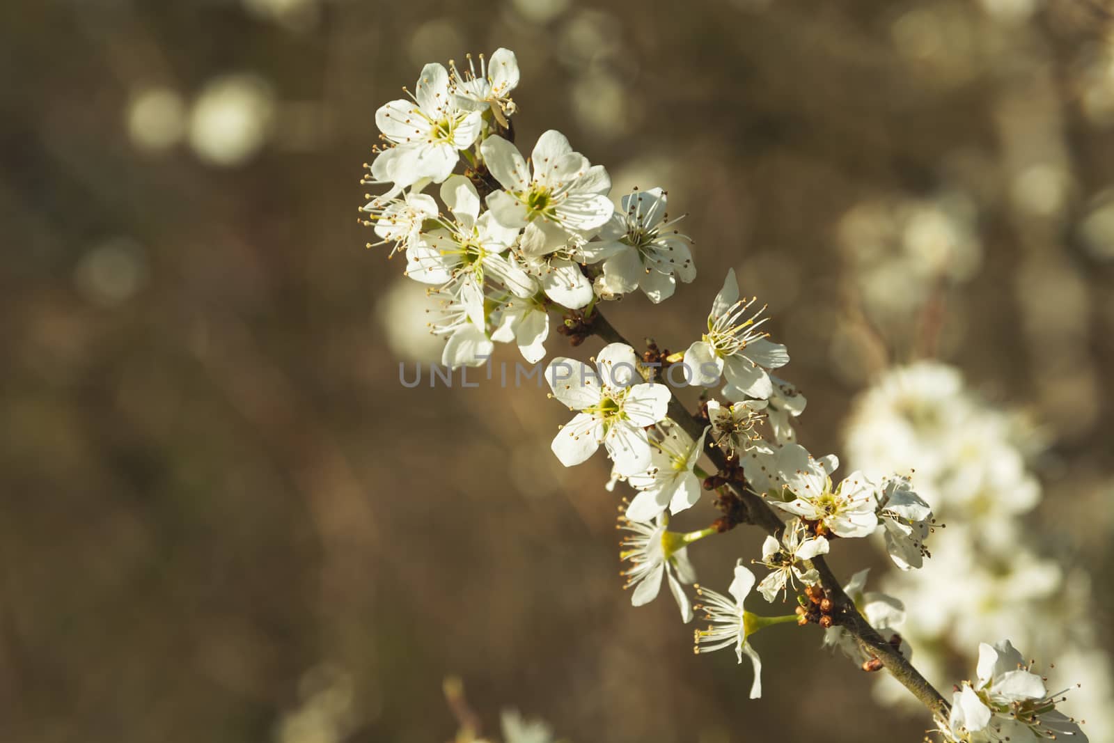 A sprig of a cherry blossom on a brown background, spring trailer