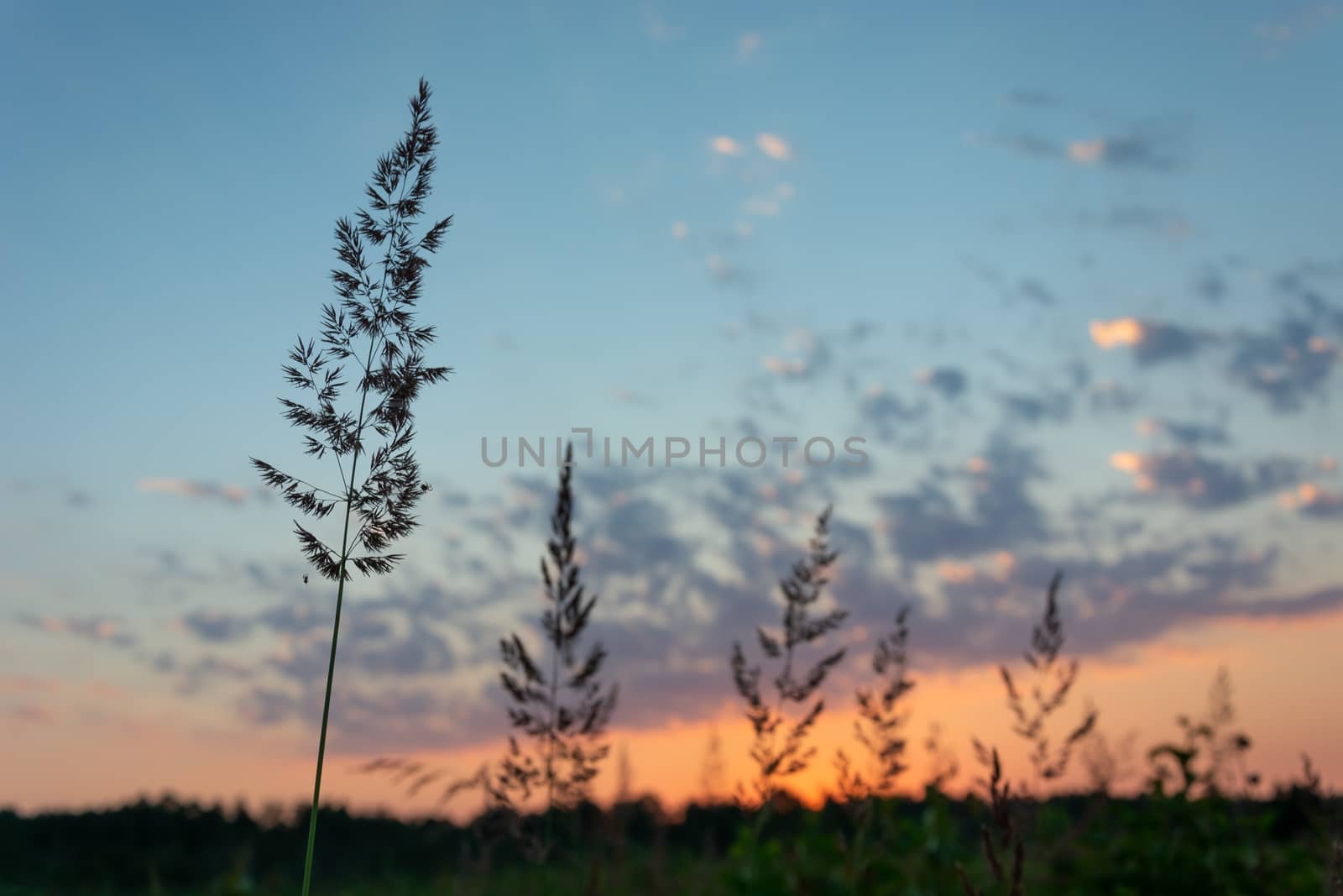 Wild high grass during sunset, summer evening view