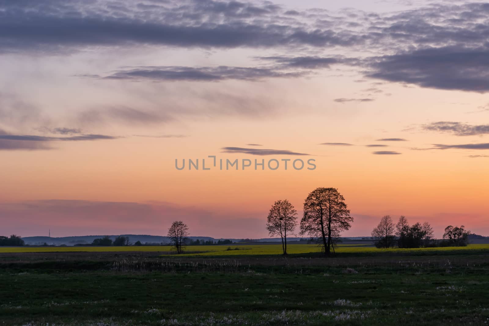 The sky and the clouds after sunset, trees in the fields, evening spring view