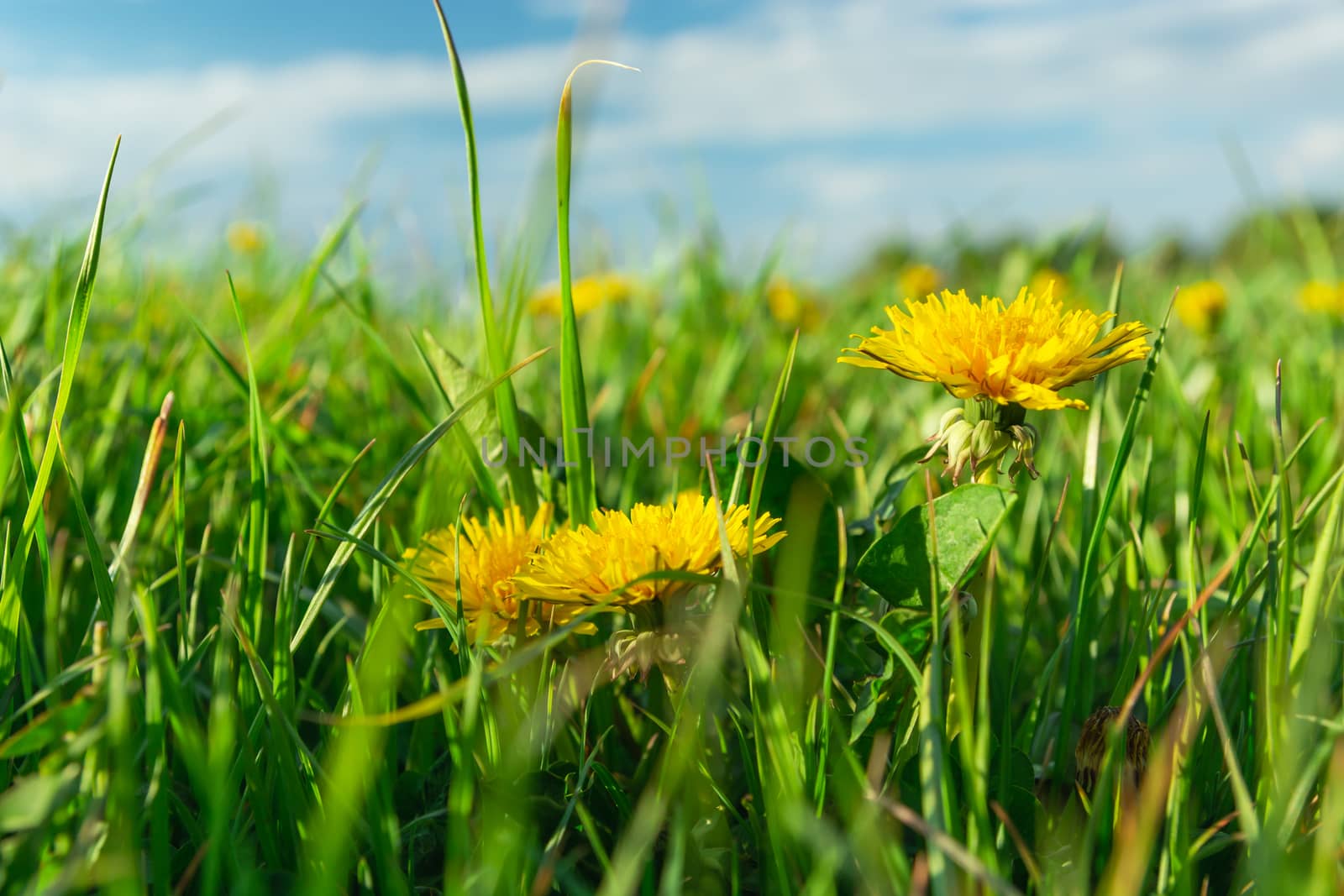 Yellow dandelion flowers in green grass, spring sunny day