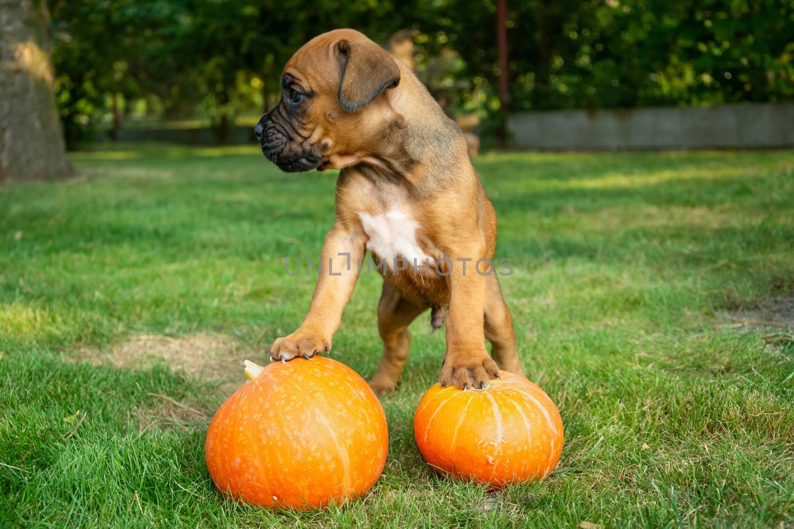 A puppy boxer standing on two pumpkins, view in the summer day
