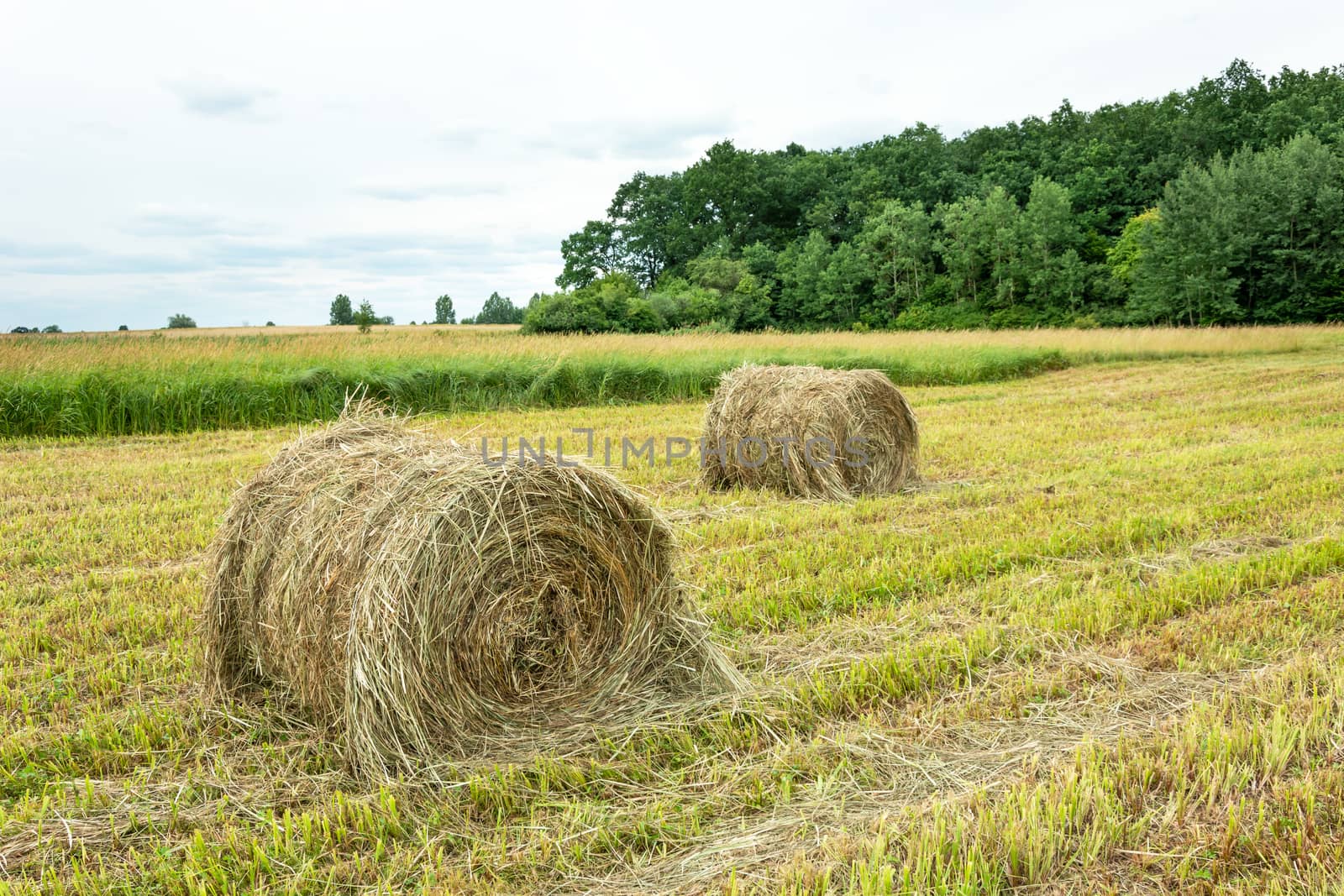 Hay bales in the field, forest and bright sky, view in the summer day
