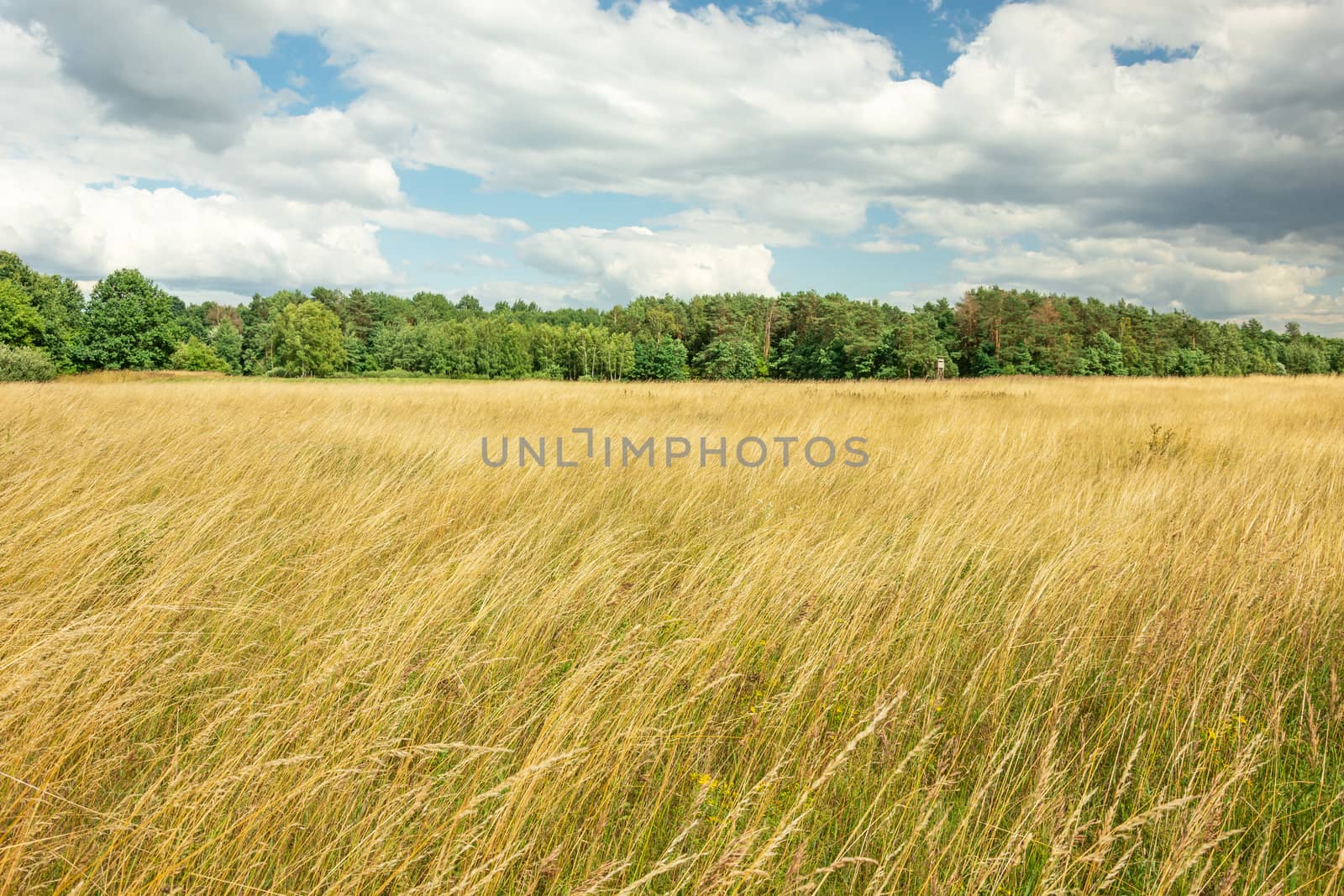 Yellow tall grasses in the meadow, green forest and bright sky