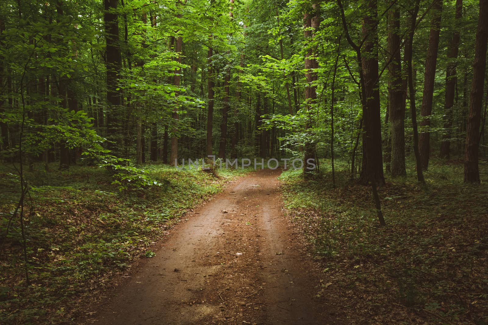 Ground road through green deciduous forest, view in summer day