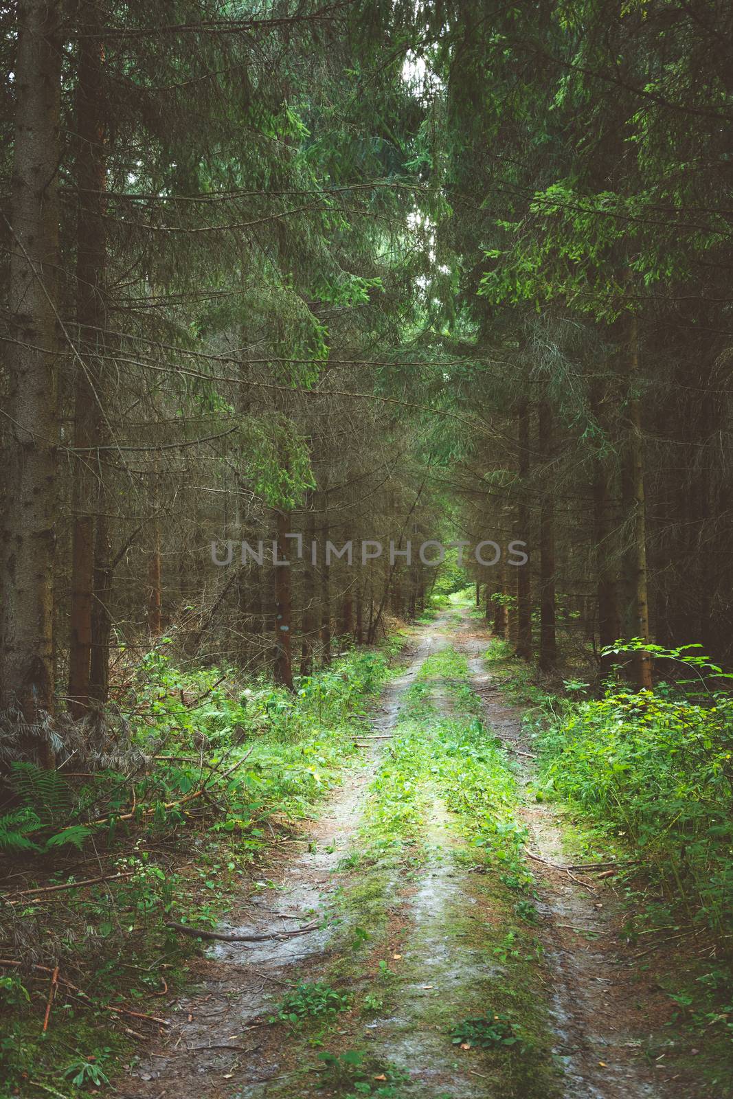 A dirt road through a dark coniferous forest, vertical frame