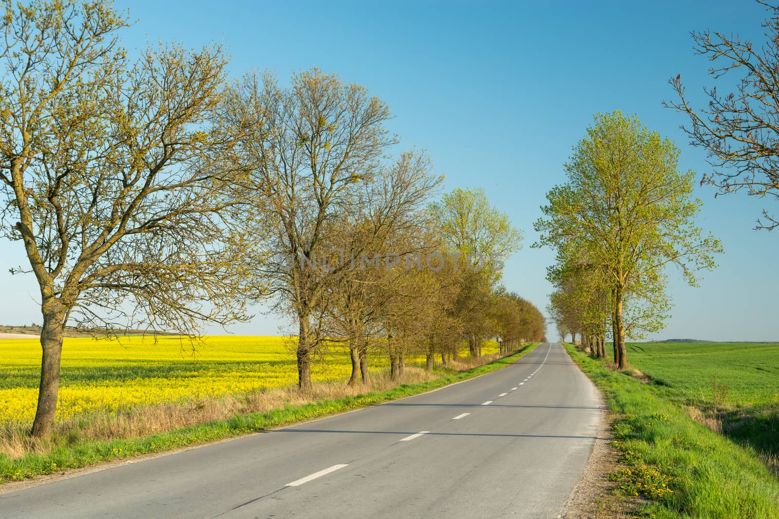 Trees on an asphalt road and a rape field, spring view