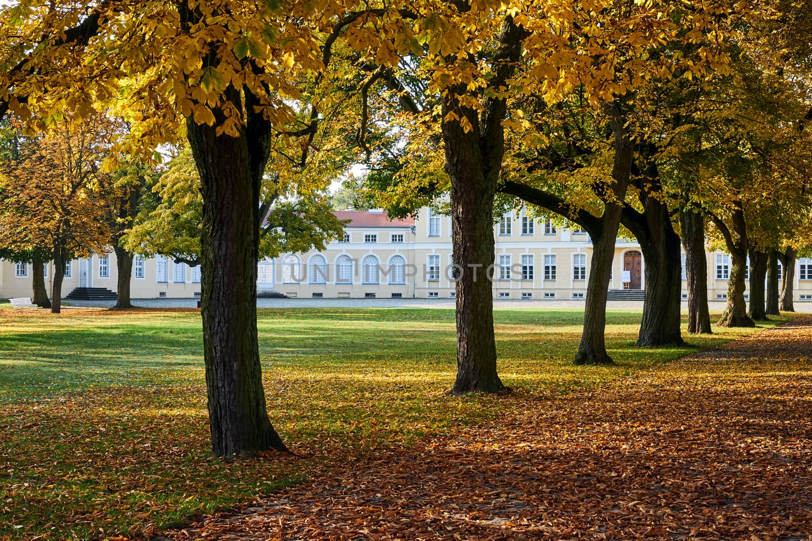an alley with deciduous trees in the park and a fragment of a baroque palace during autumn in Rogalin