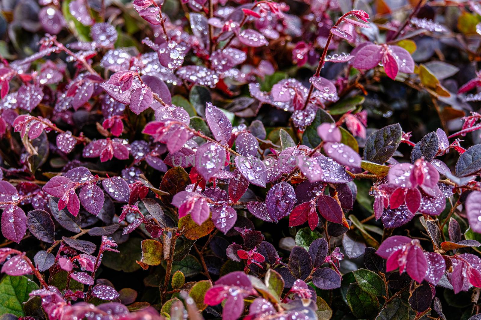 Water Drops on Red Leaves by dbvirago