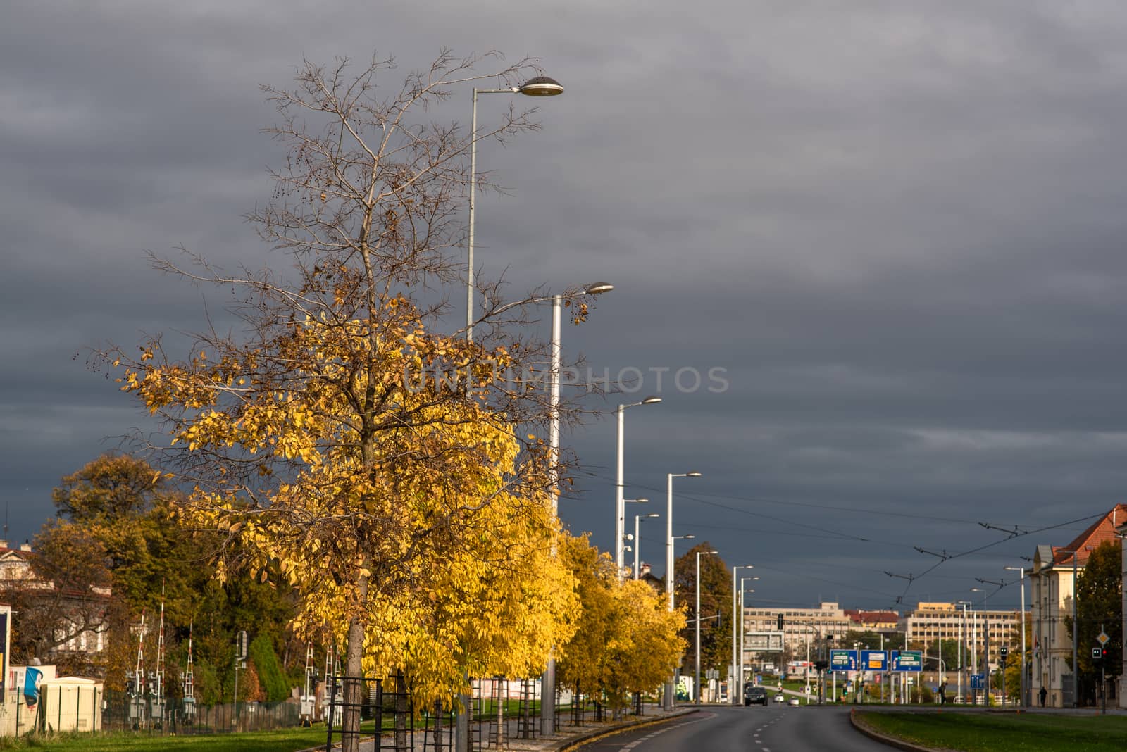 Trees with yellow leaves on a grey sky Autumn day close to a highway by gonzalobell