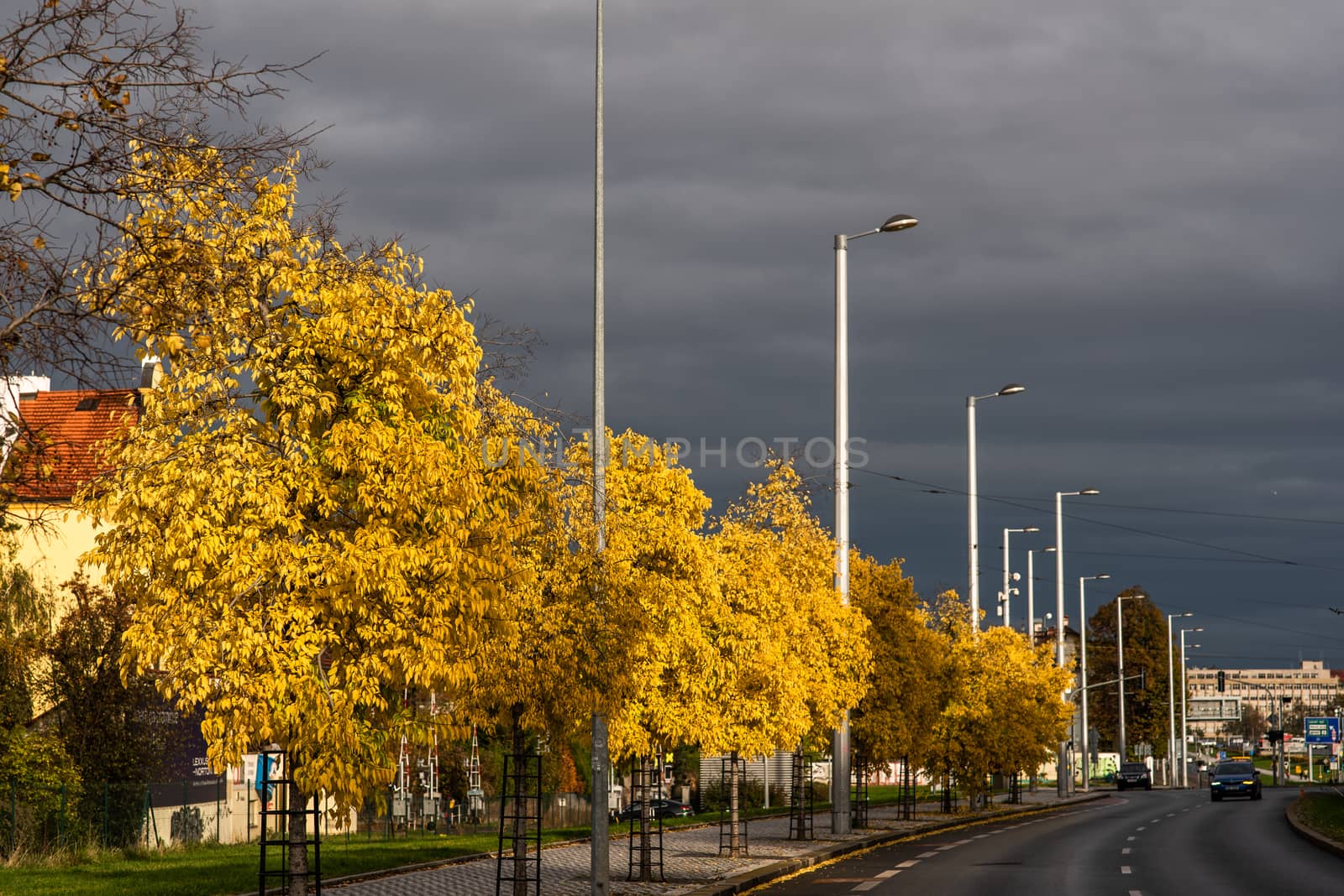 Trees with yellow leaves on a grey sky Autumn day close to a highway in Prague