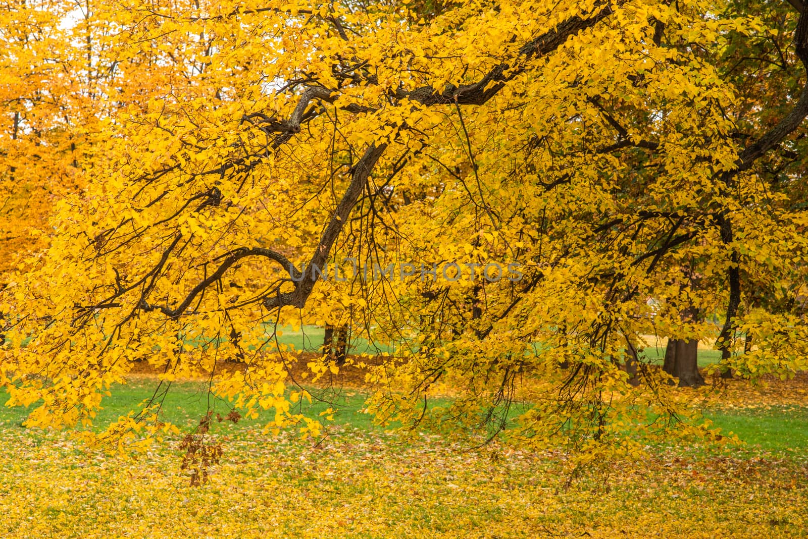 Branch of a tree with yellow leaves on a Autumn day in Prague