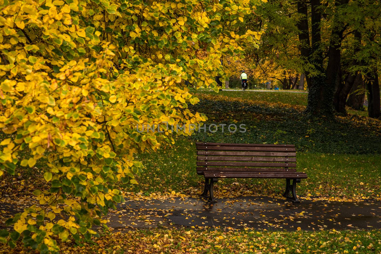 Empty wooden bench in a park surrounded with yellow leaves by gonzalobell