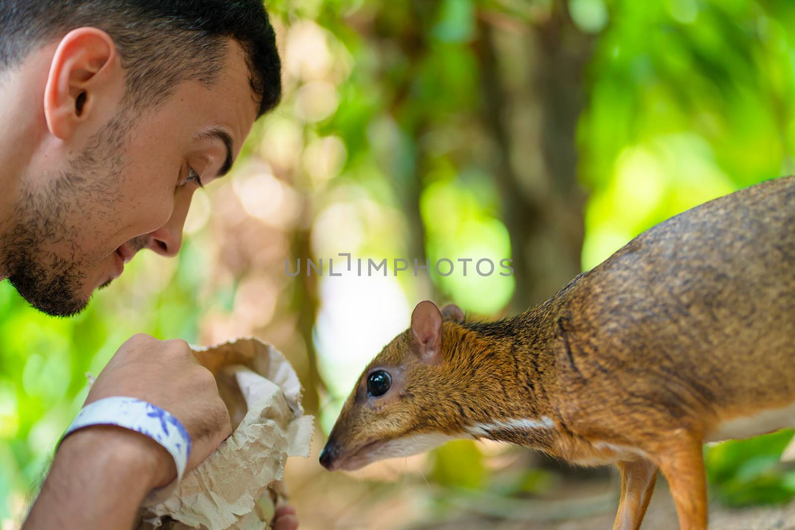 The guy feeds Kanchil from his hands at the zoo.