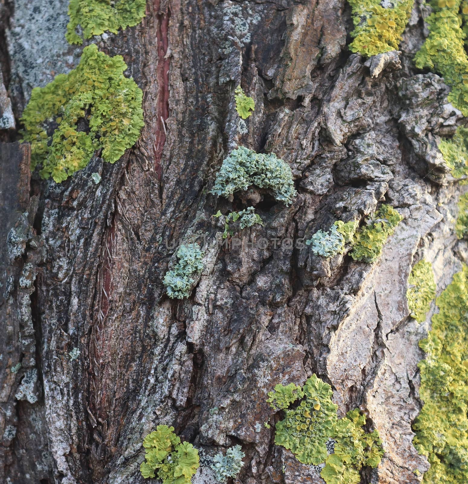 Close up view on very detailed tree bark texture in high resolution