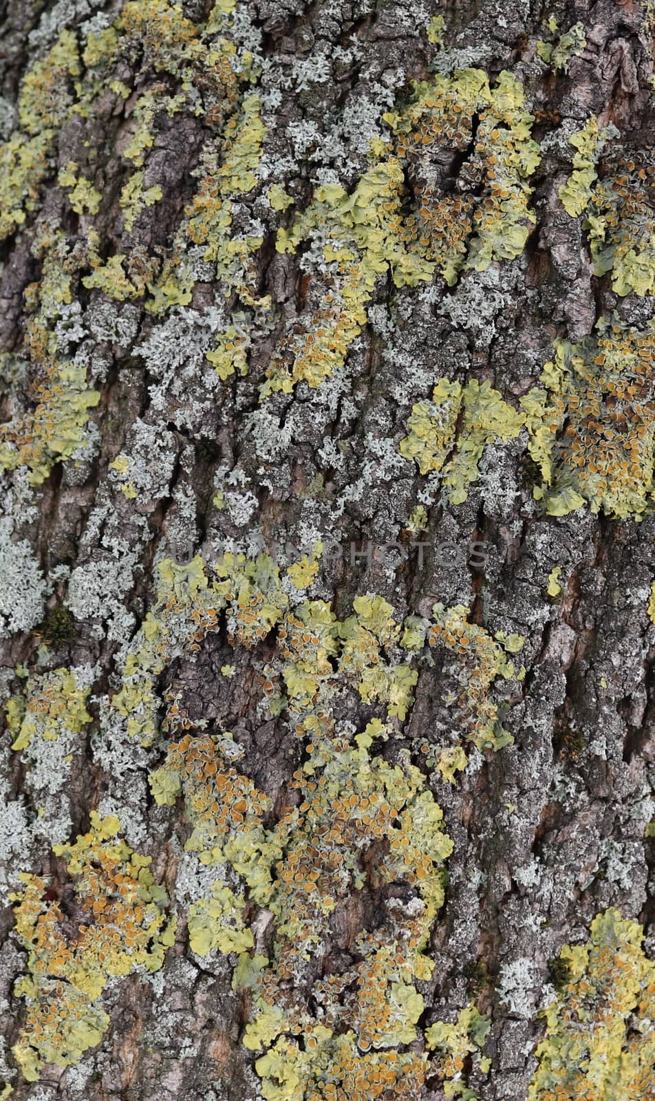 Close up view on very detailed tree bark texture in high resolution