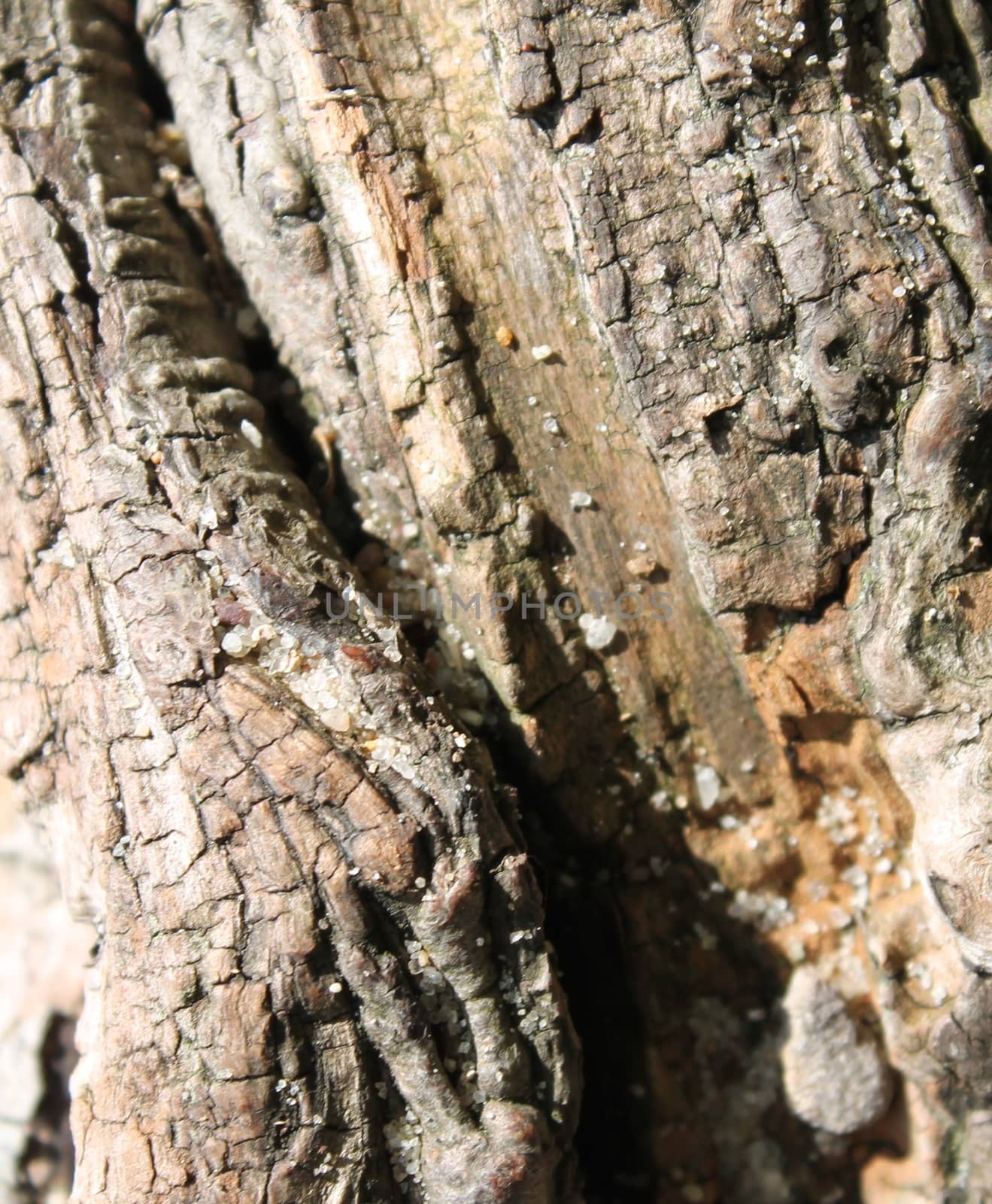 Close up view on very detailed tree bark texture in high resolution