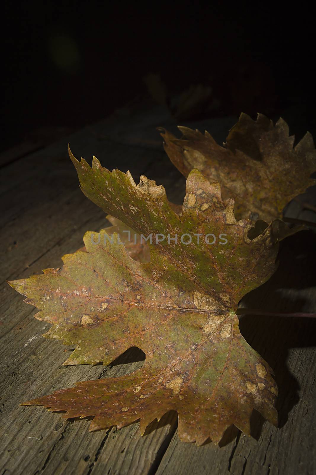 Yellowed withered grape leaves on an old wooden table