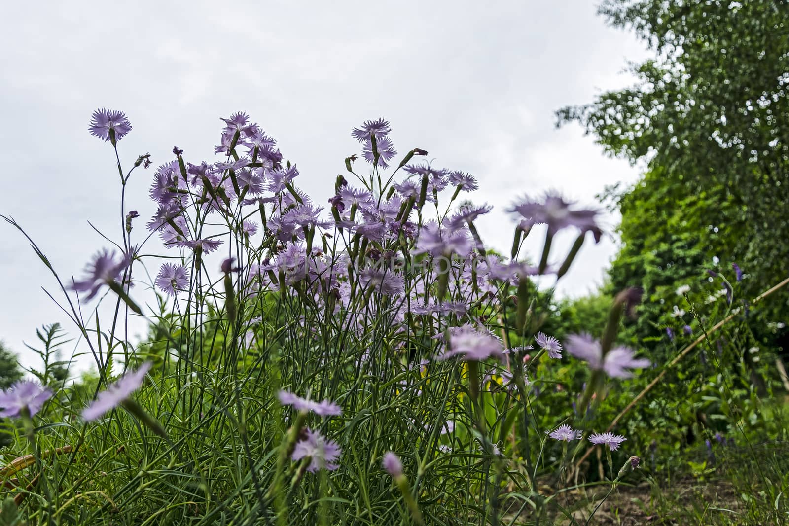 Field flowers are tender-violet with the name Vasilek by Grommik