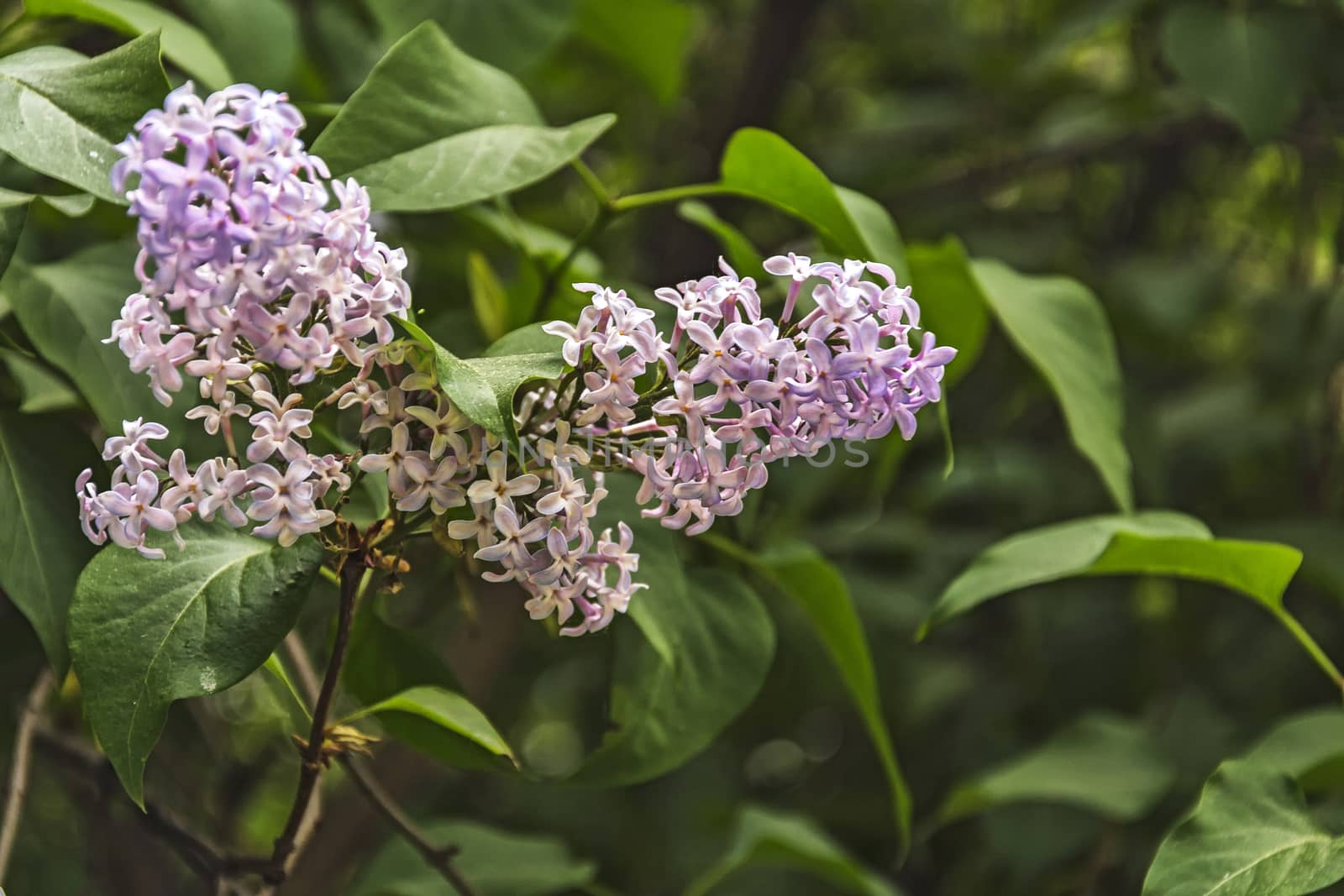 On the branch of a lilac bush lilac flowers