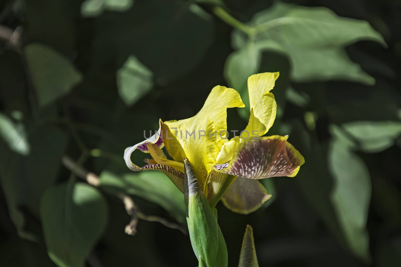 Yellow-purple inflorescence of iris flower and bud of non-blooming flower