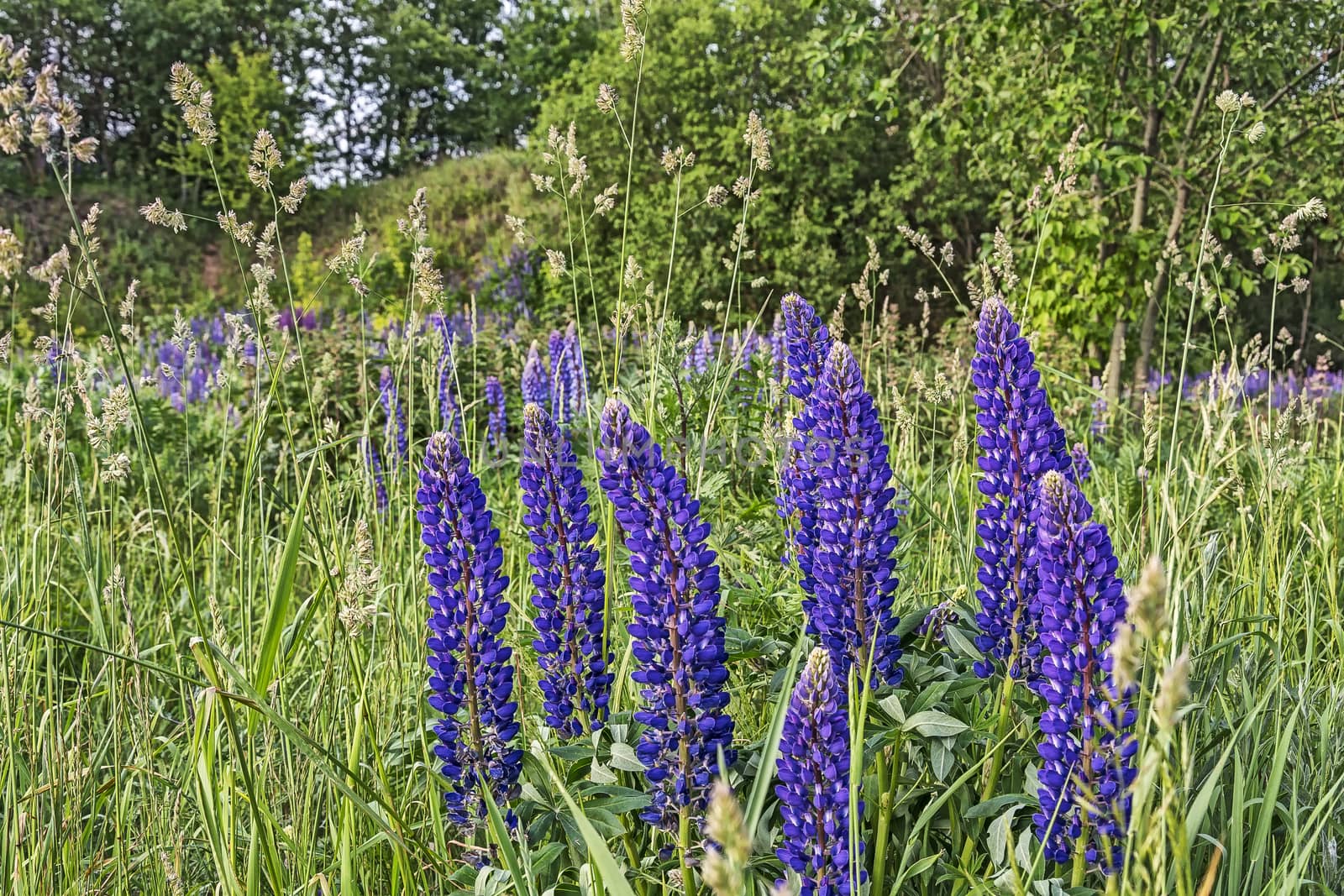 Blue lupine flowers grow in the wild