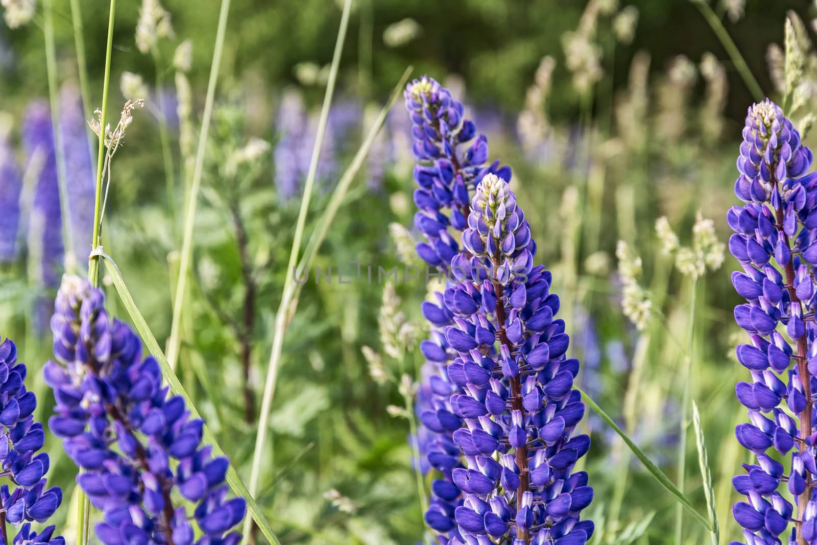 Among the thickets of green grass, blue lupine flowers blossomed