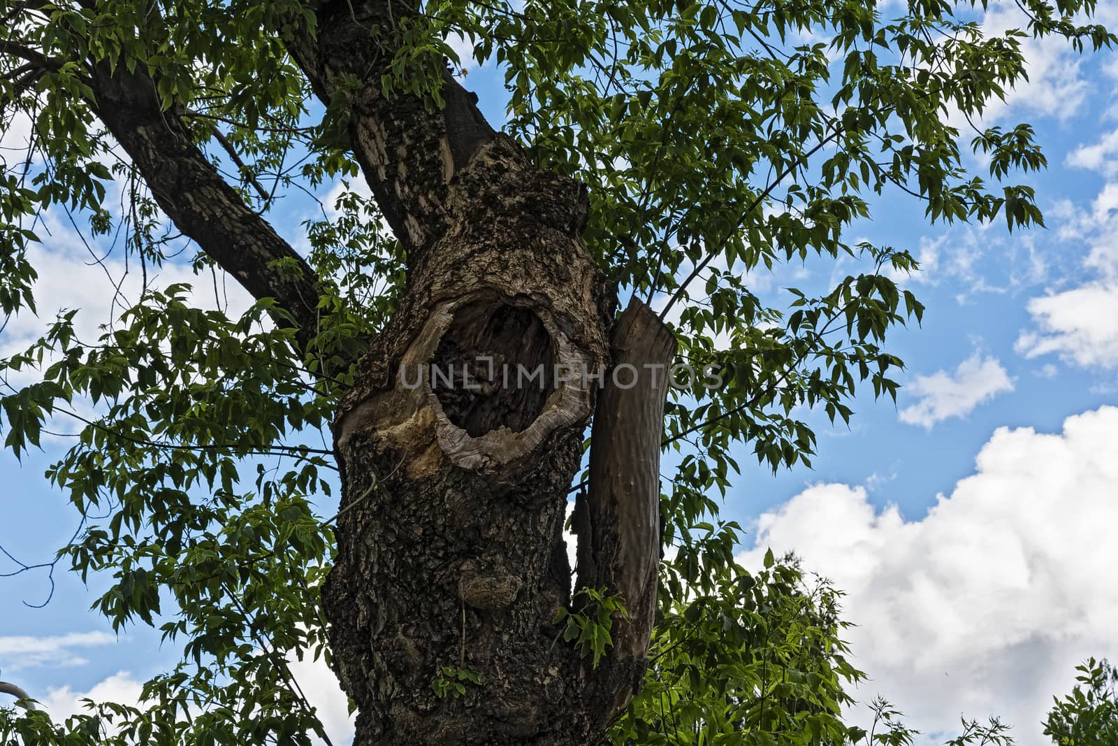 Hollow in the trunk of a tree