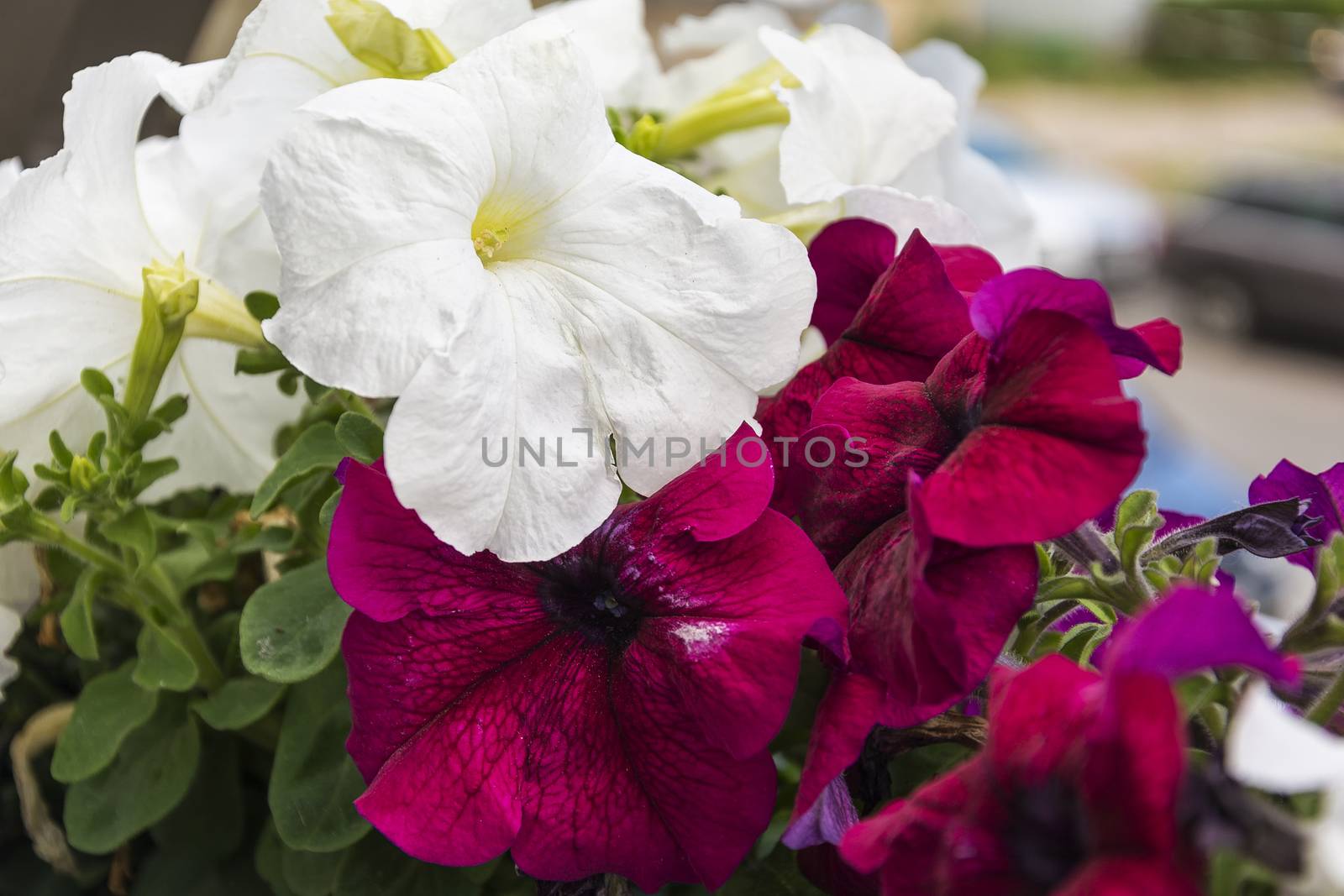 Flowers of white and red petunia