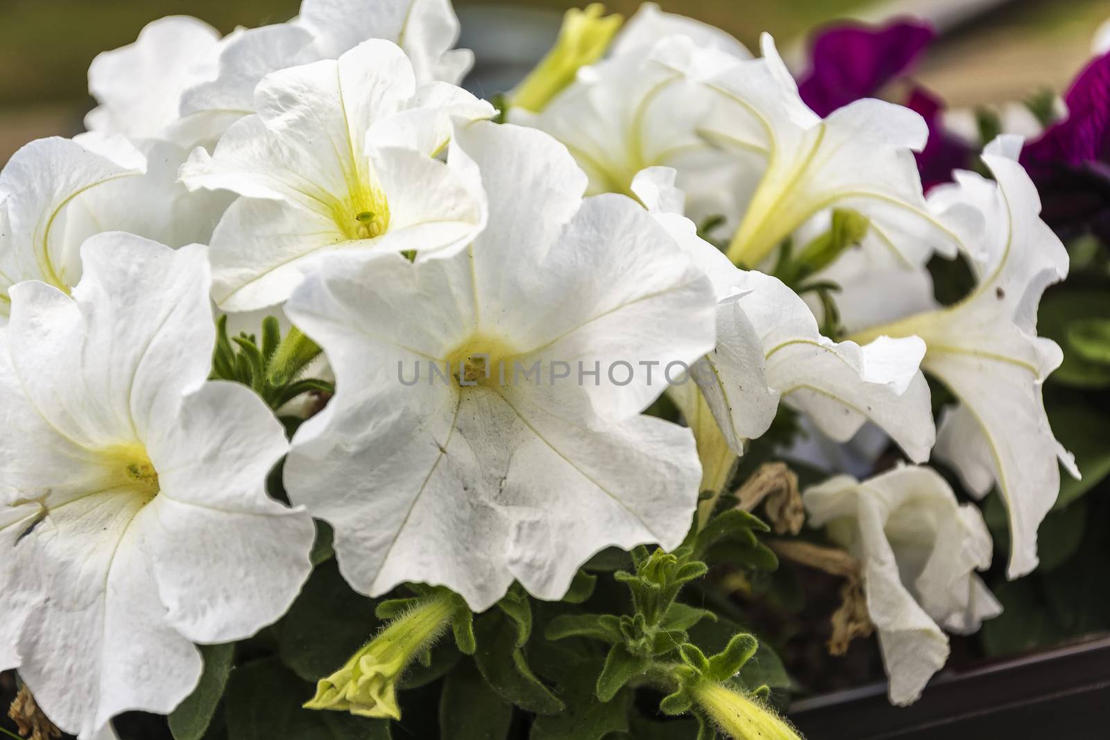 Flowers of white petunia
