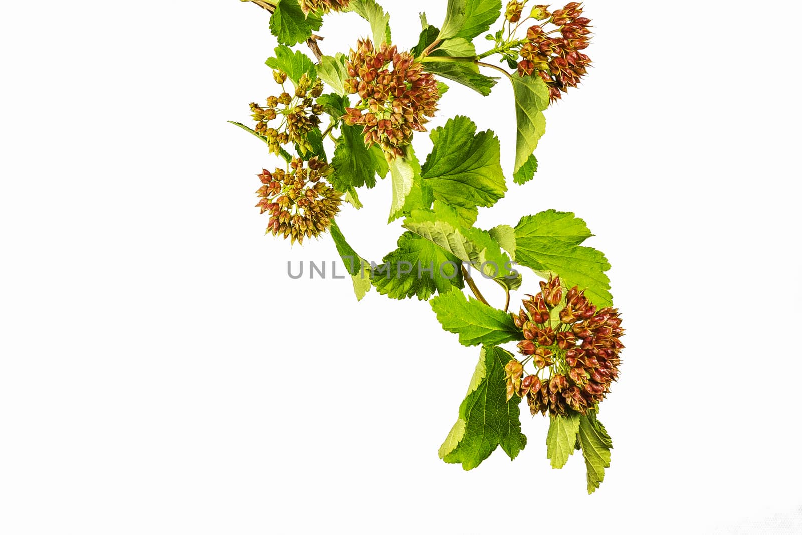 Branch of a plant with green leaves on a white background