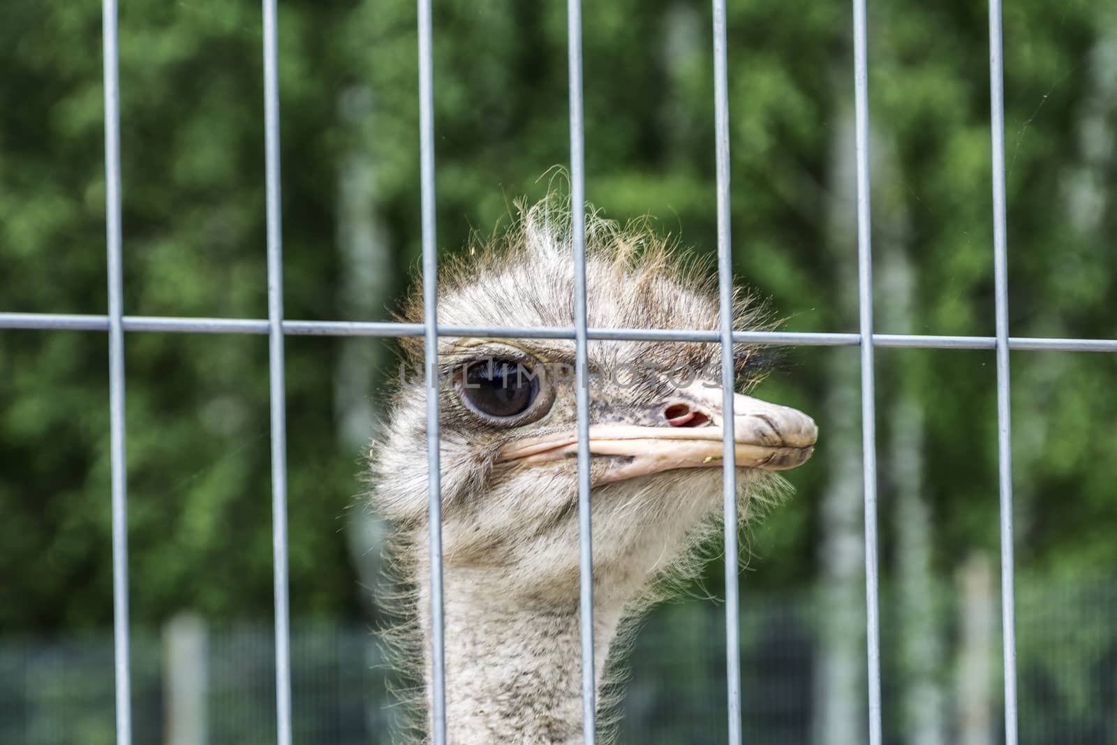 Head of an African ostrich with a white beak close-up