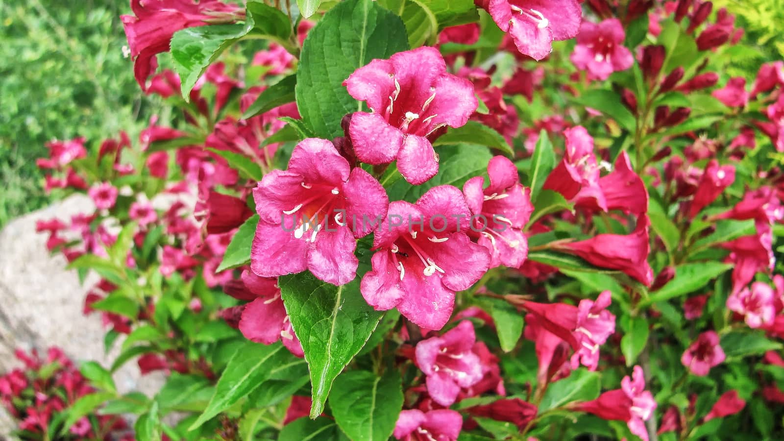 Live flowers of pink color           