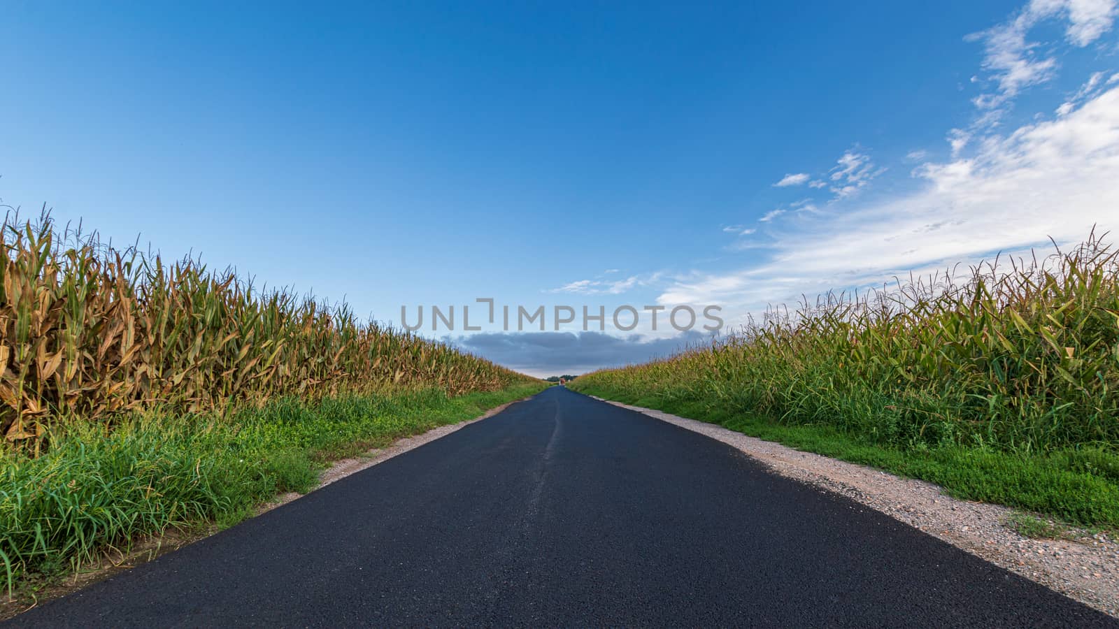 A long paved road runs towards the horizon passing three cornfields, landscape image