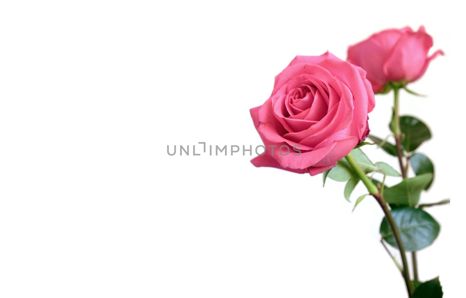 Beautiful pink roses flowers isolated on white background closeup by dymaxfoto