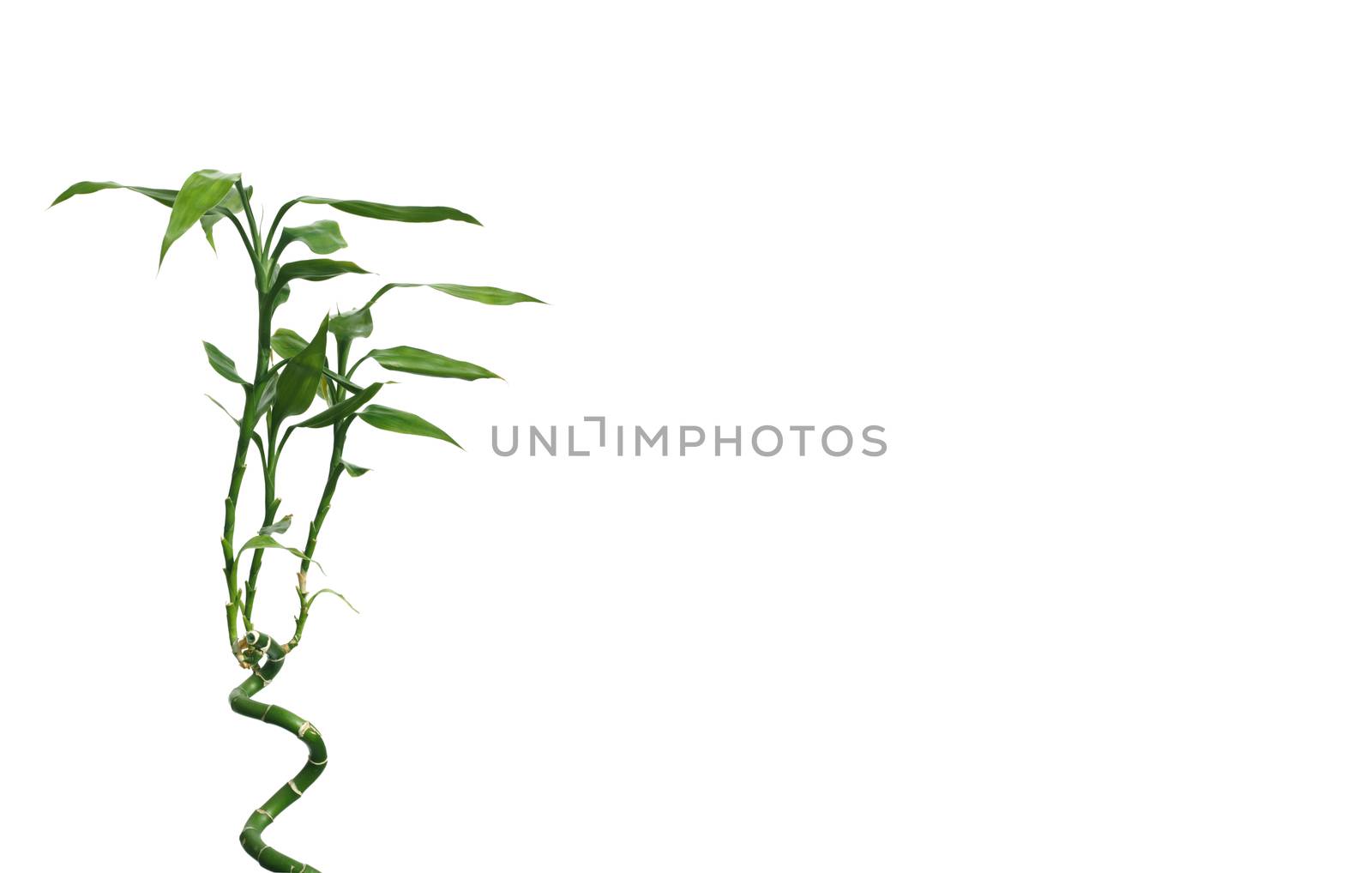 Invitation card with green decorative bamboo tree on spiral stem isolated on white background and place for text by dymaxfoto